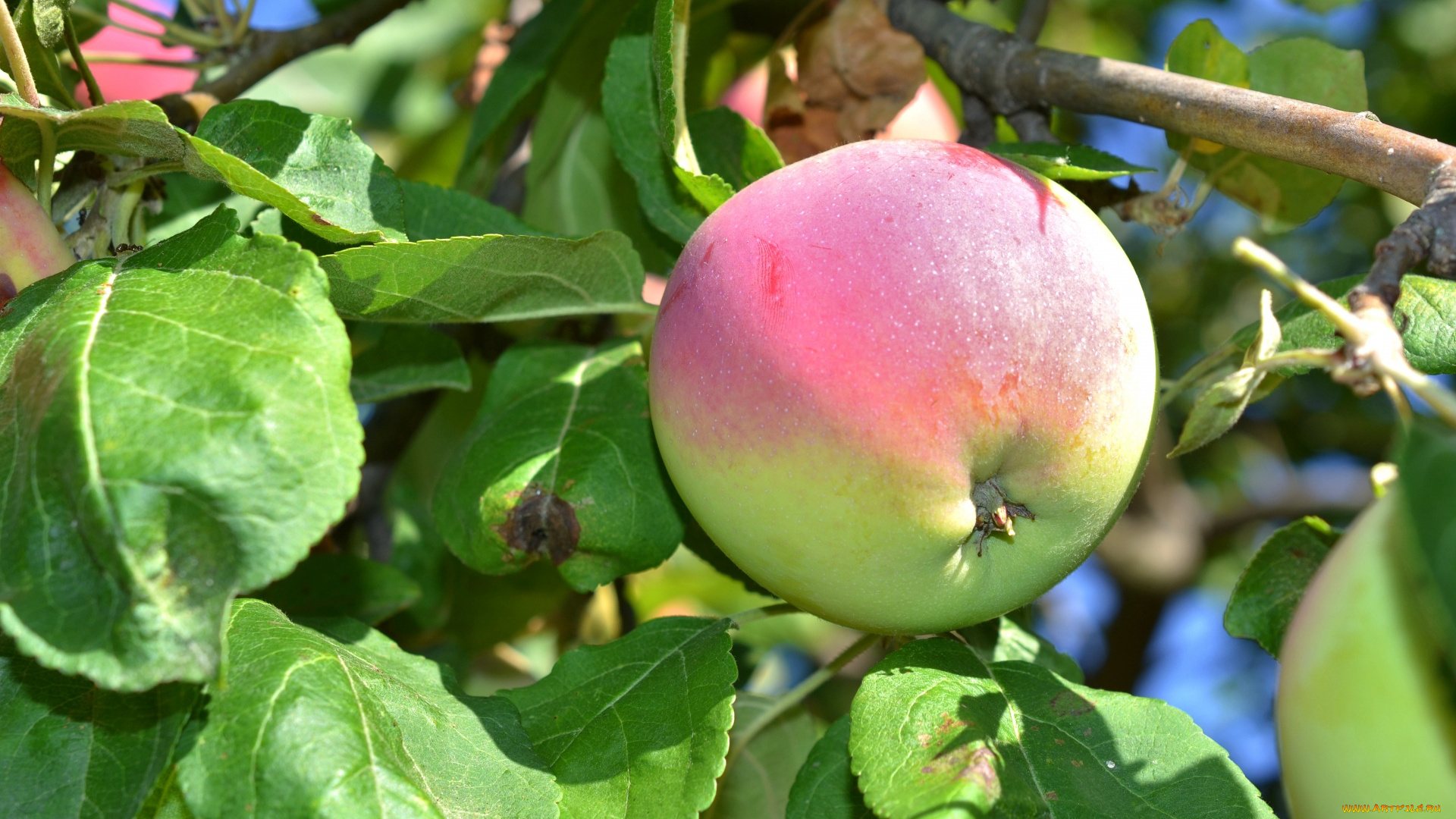 природа, плоды, яблоки