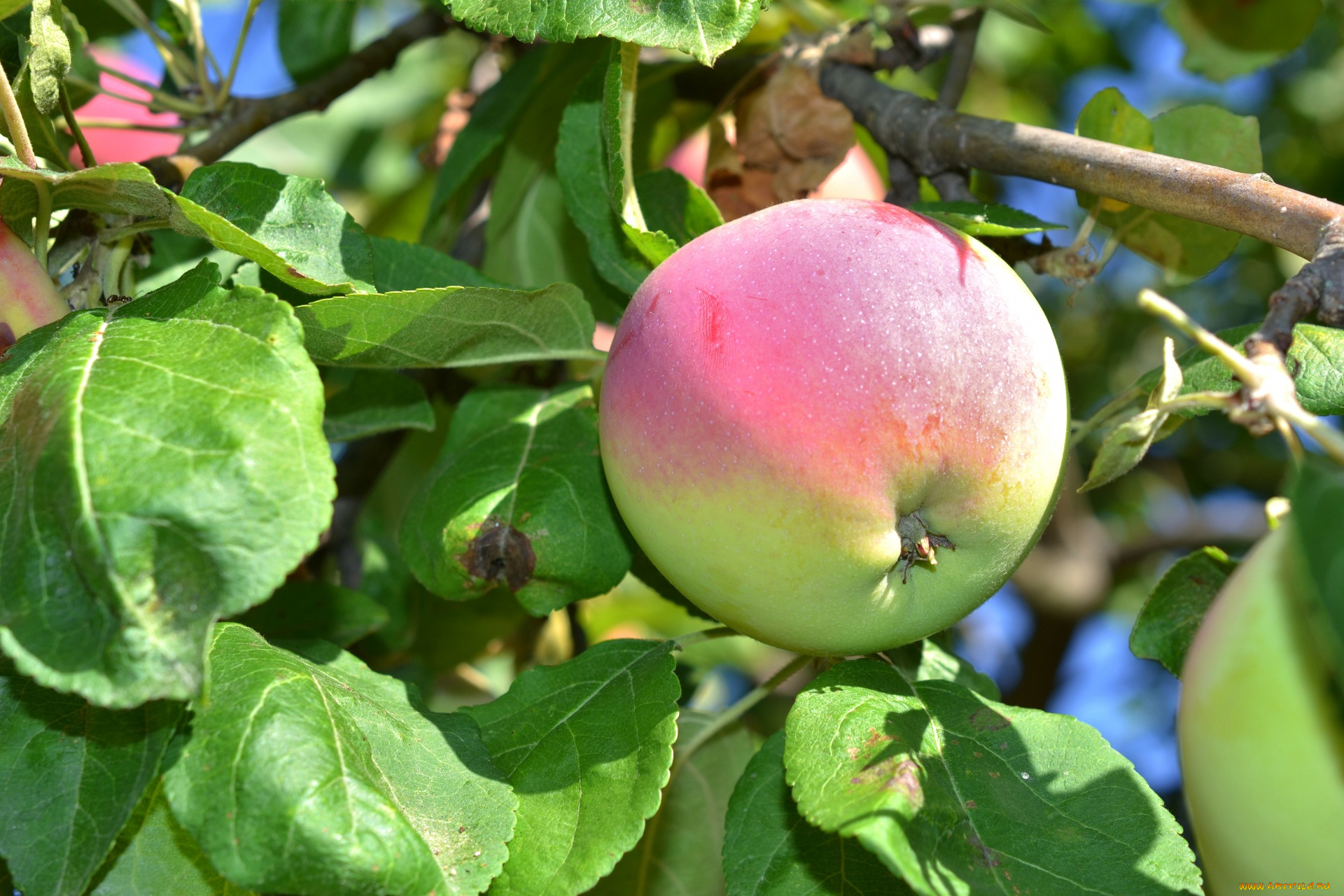 природа, плоды, яблоки