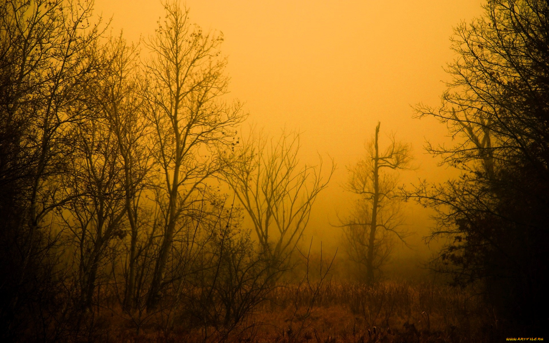 природа, деревья, осень, туман