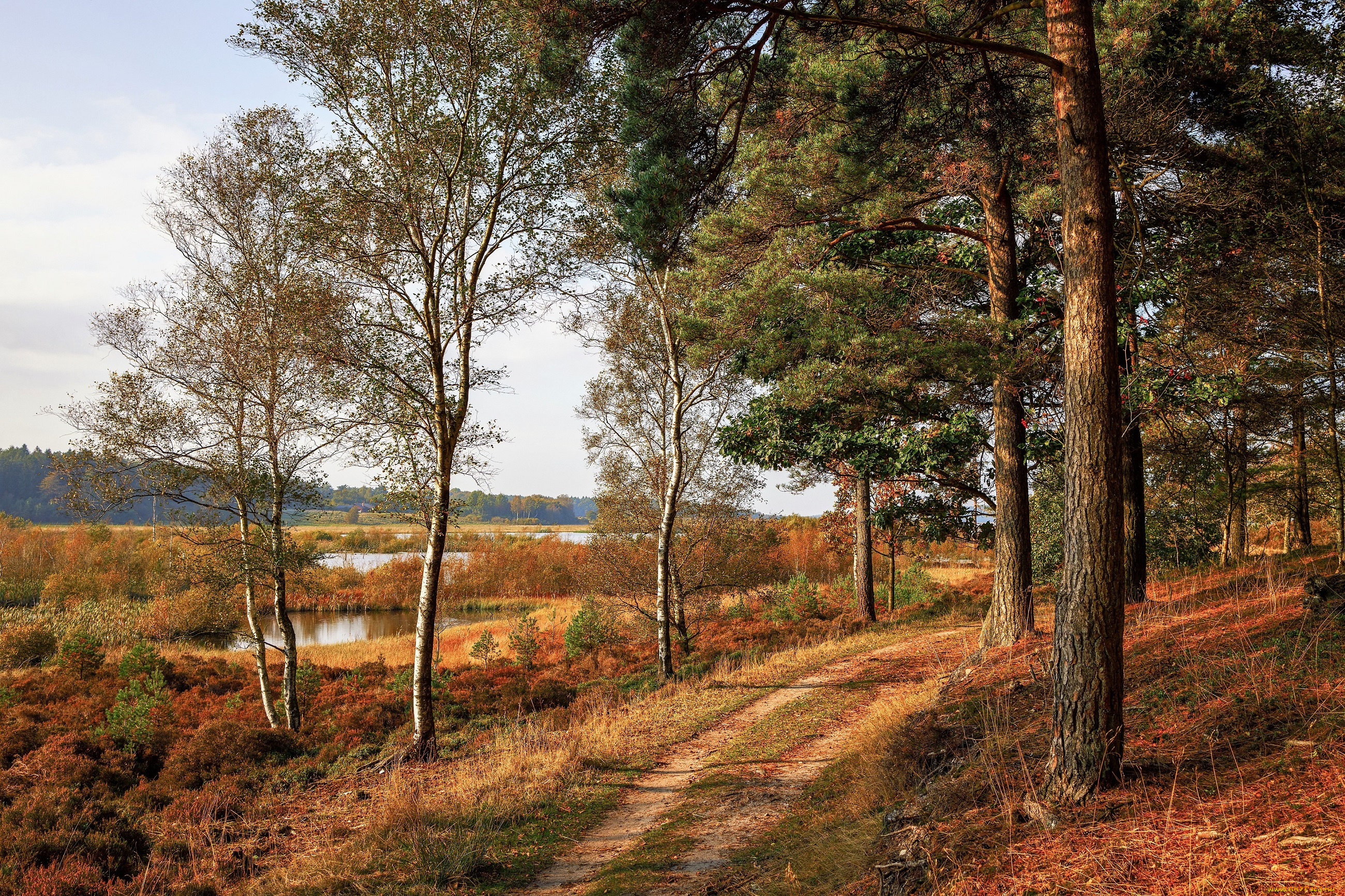 природа, дороги, лес, озера, дорога