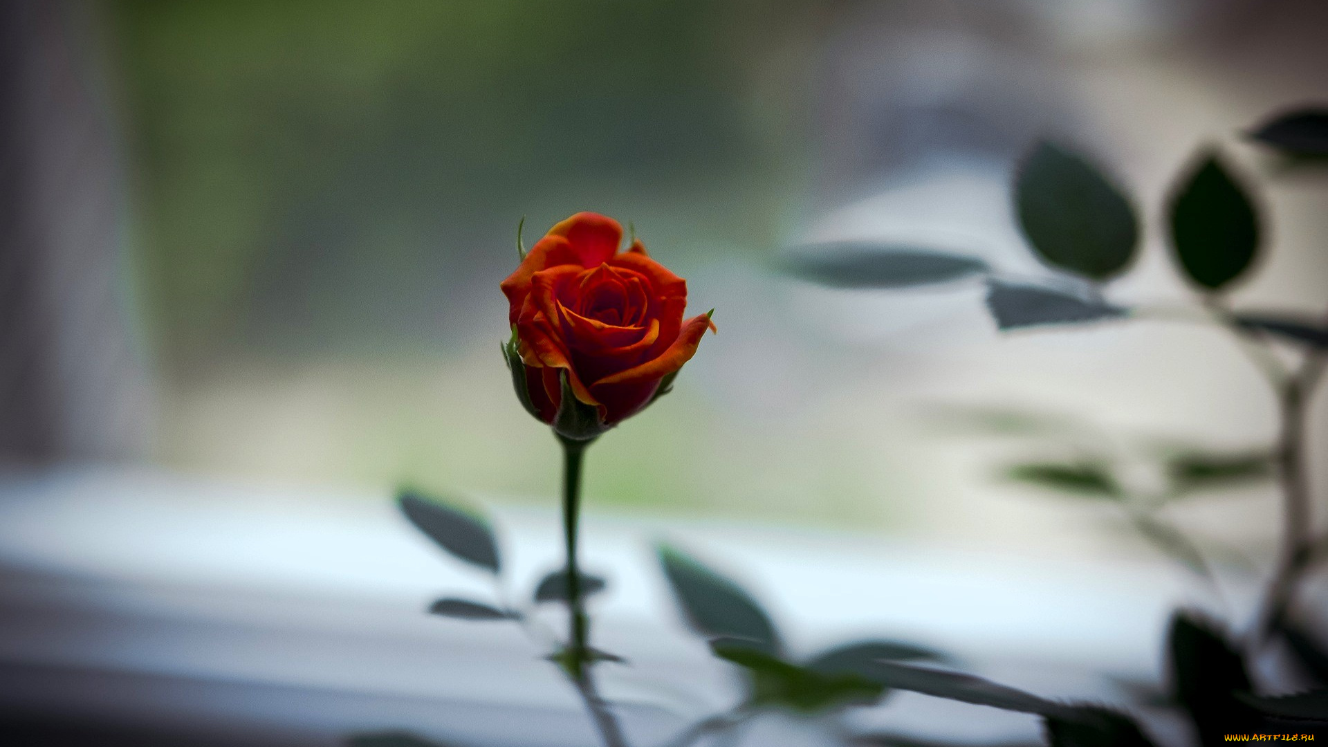 цветы, розы, роза, оранжевая