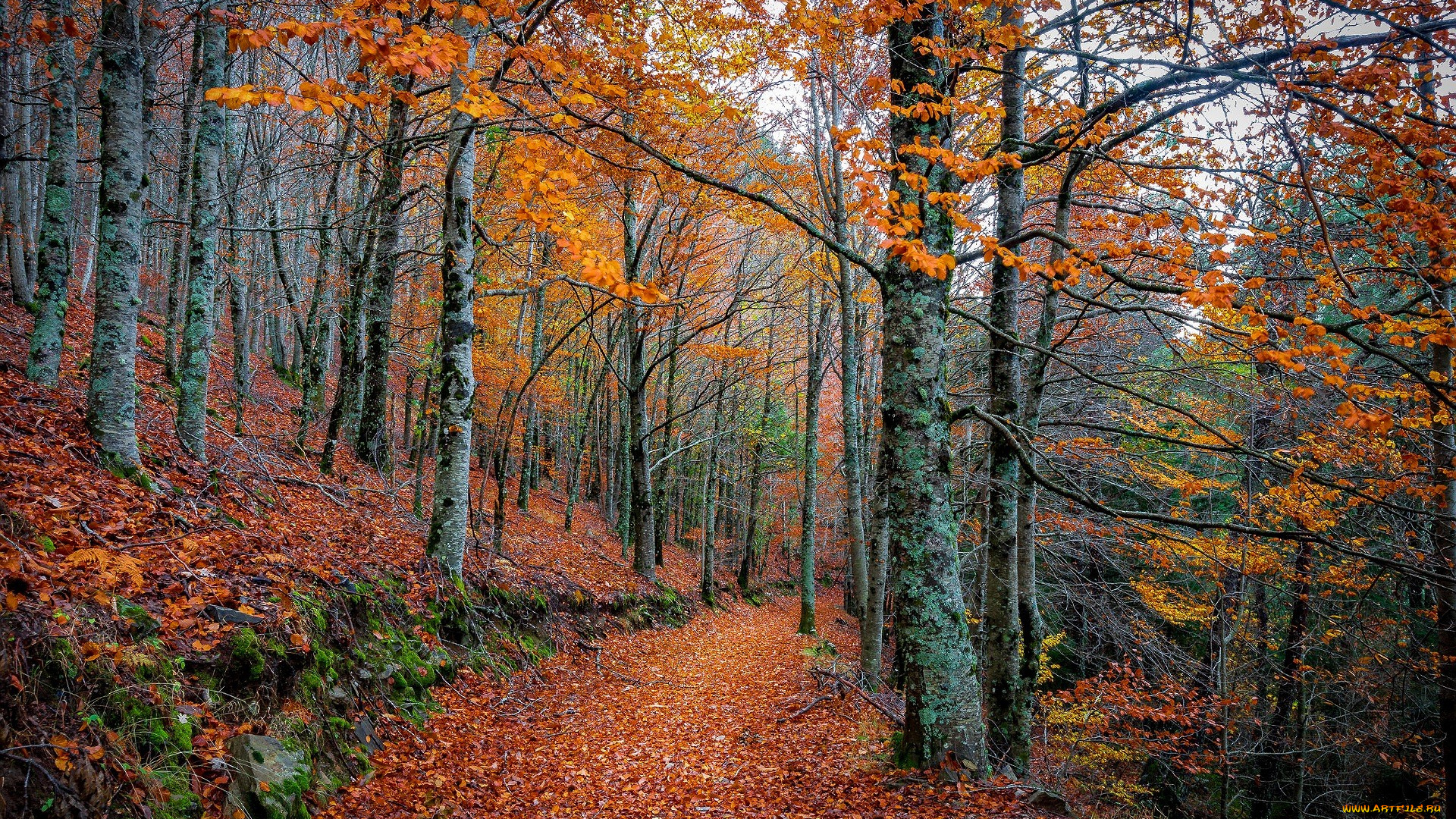 природа, дороги, лес, осень, деревья, тропа, листья