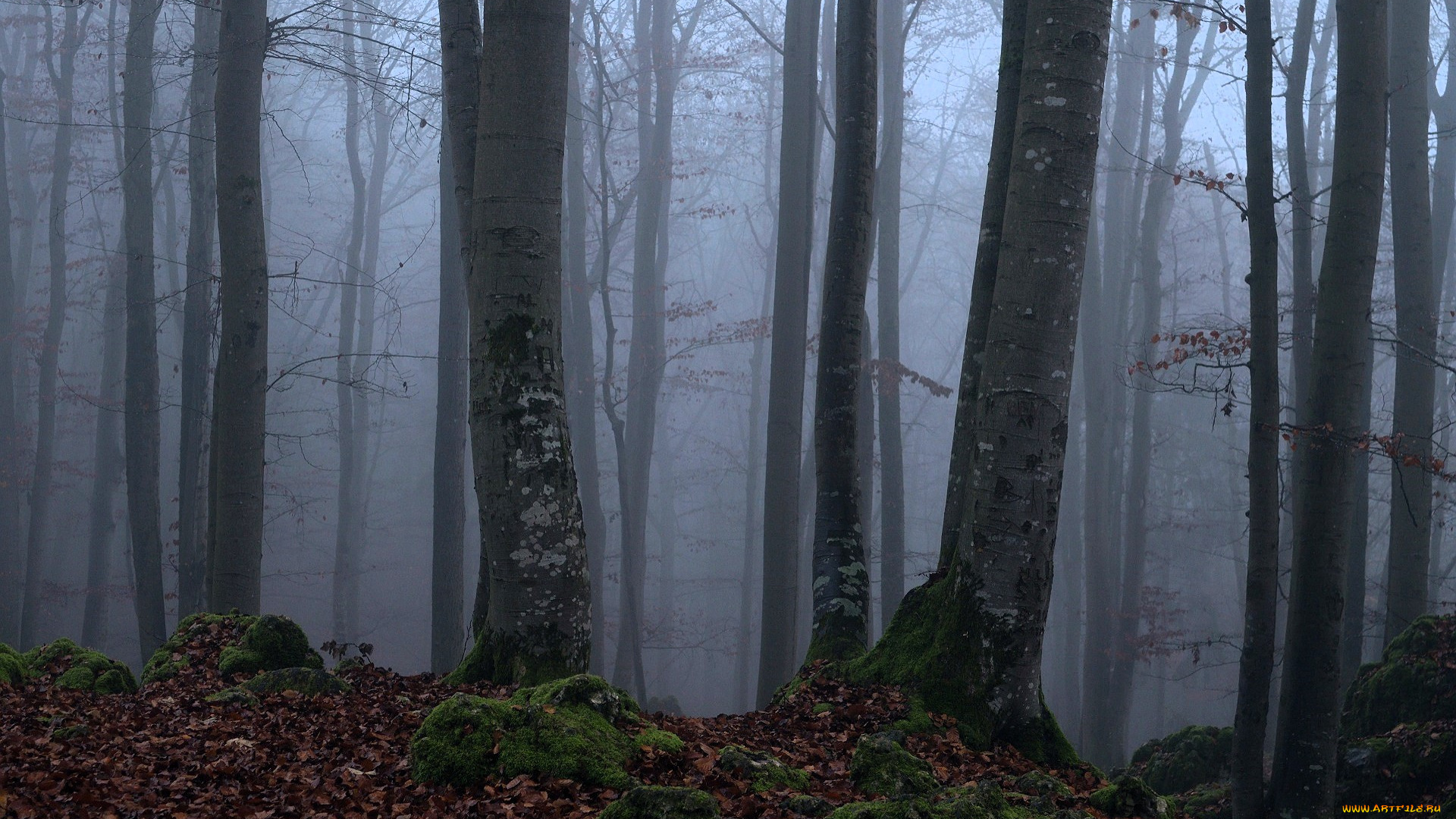 природа, лес, деревья, листья, осень, туман