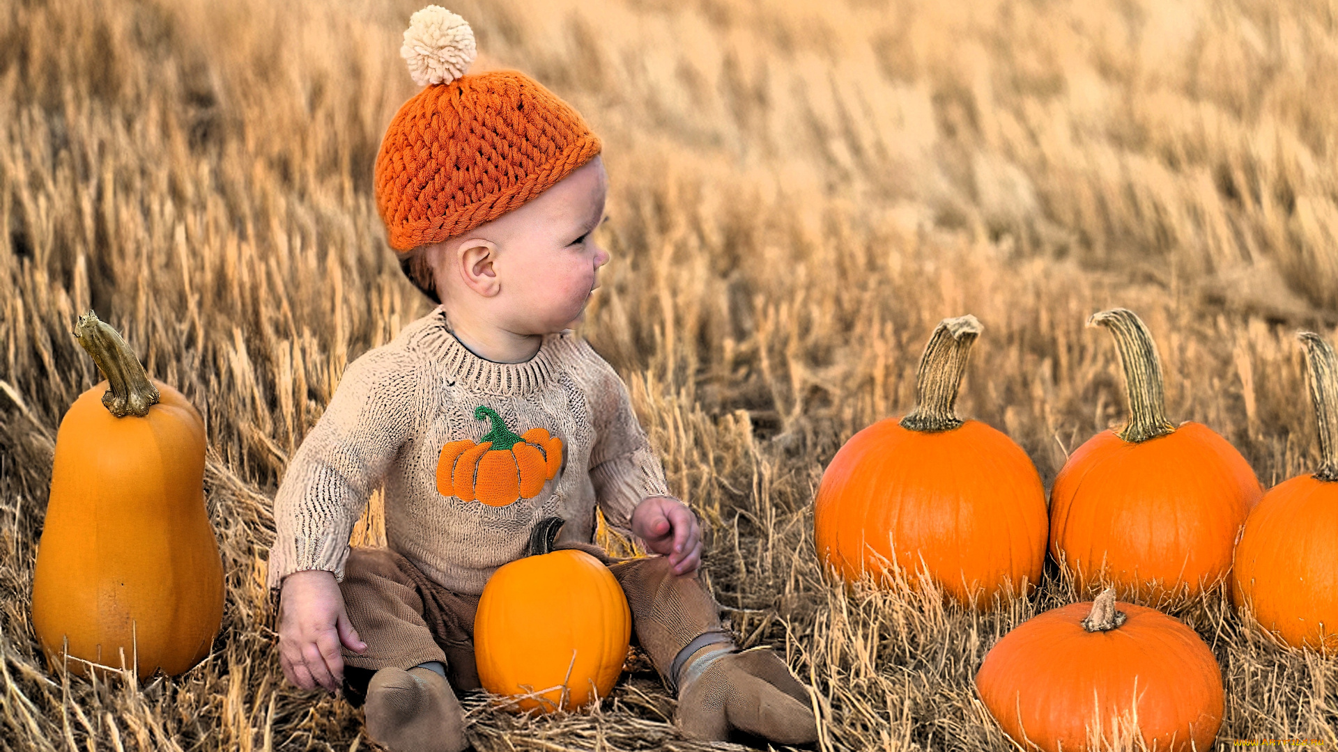 разное, дети, ребенок, шапка, свитер, тыквы, поле