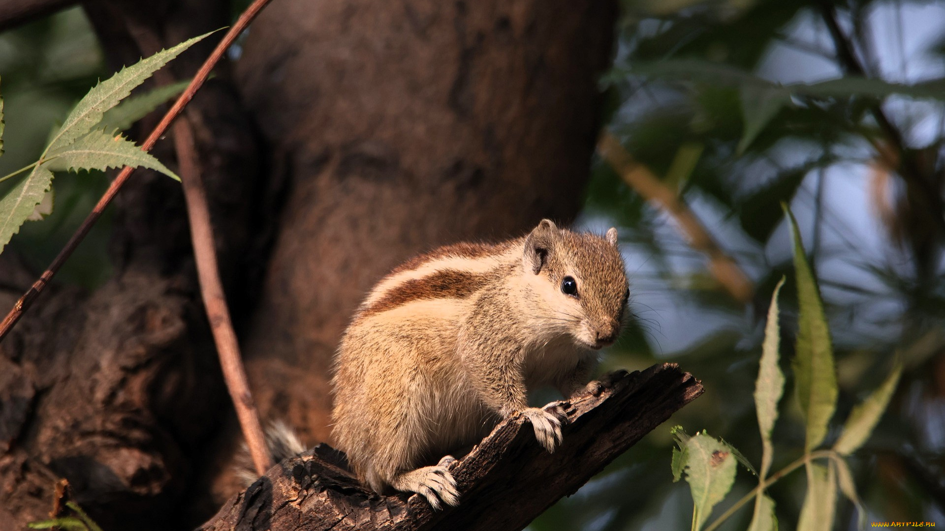 животные, бурундуки, бурундук, дерево, листья, сук