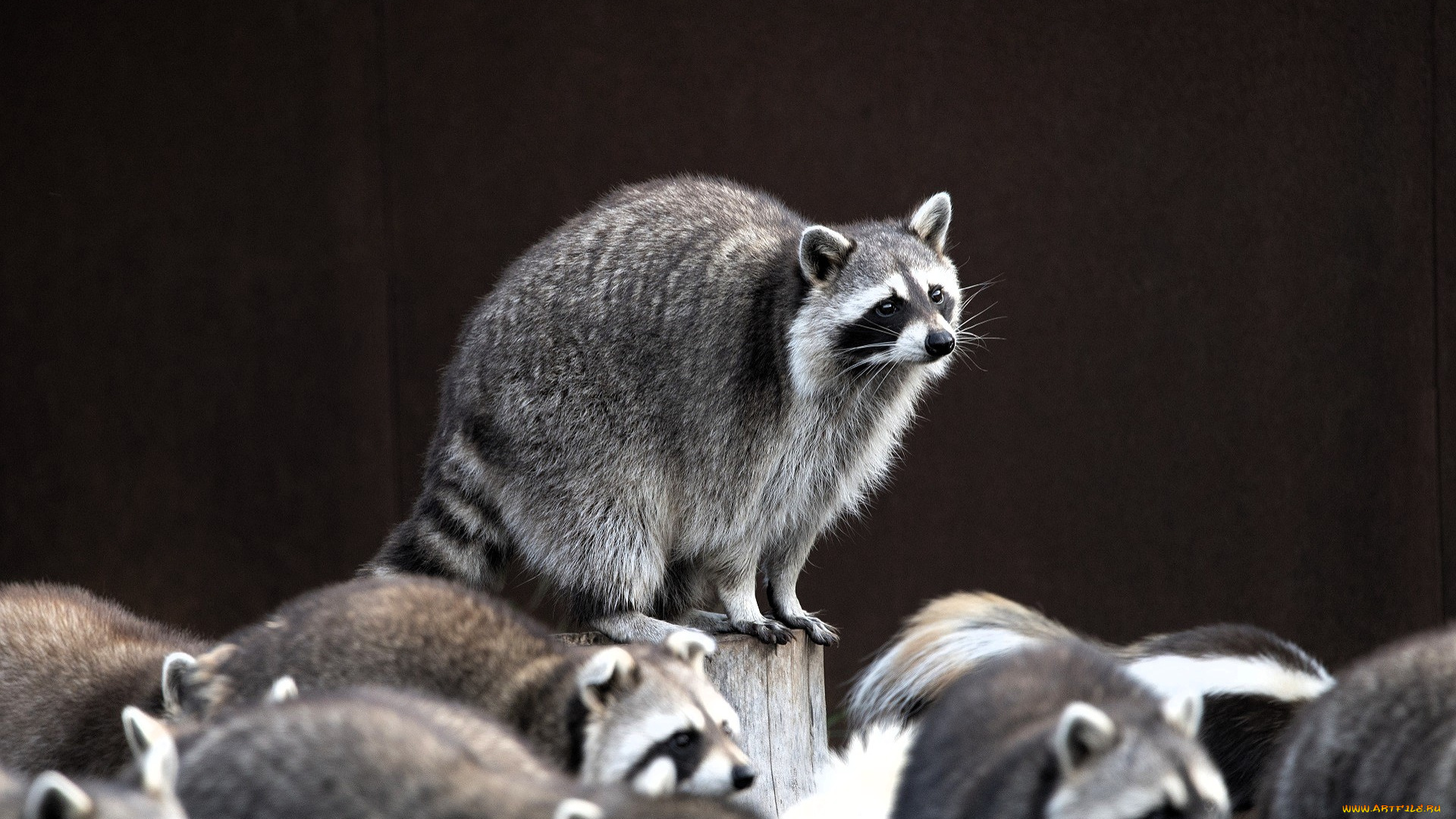 животные, еноты, пень, стена