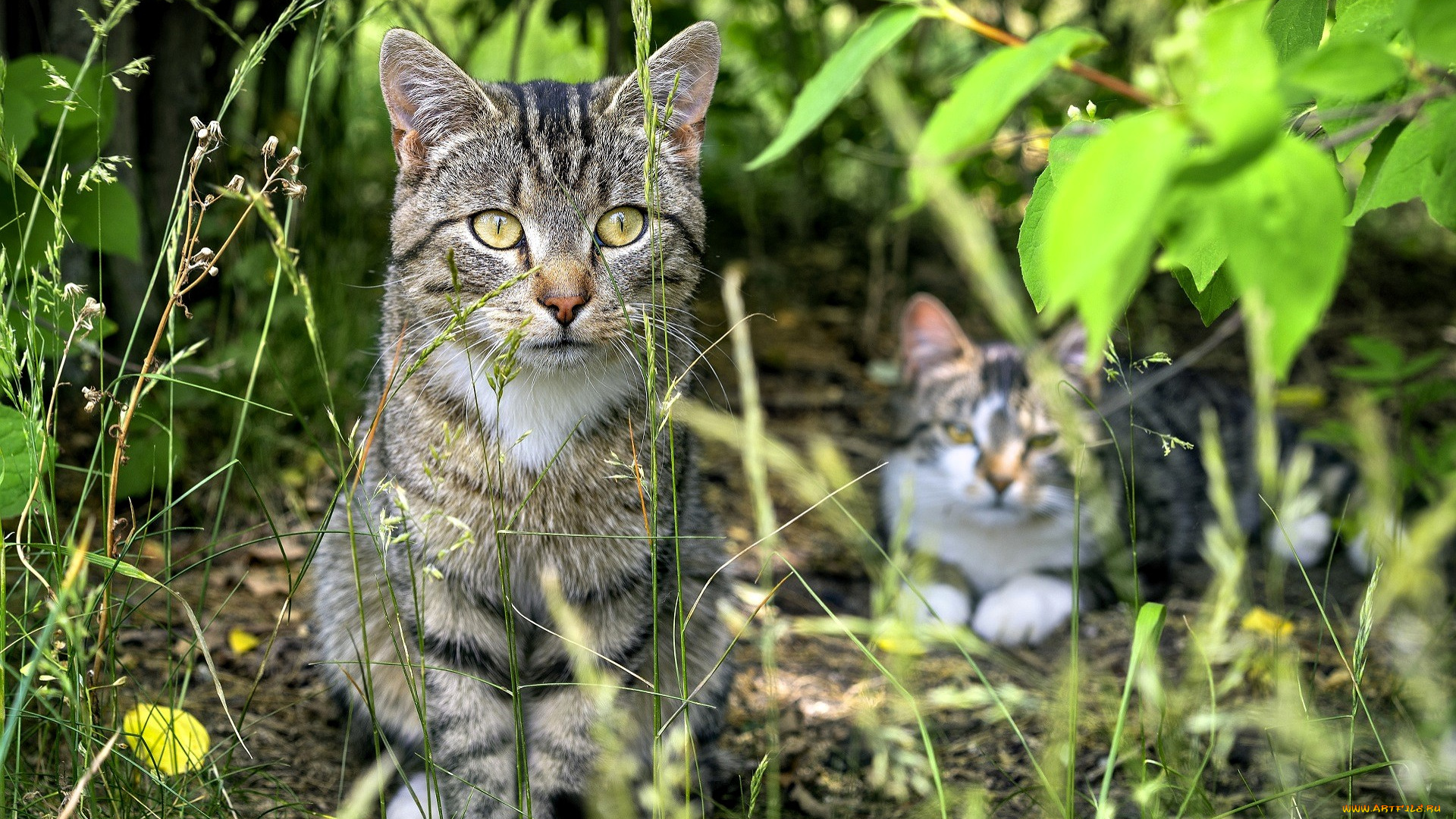 животные, коты, кошки, трава, кусты
