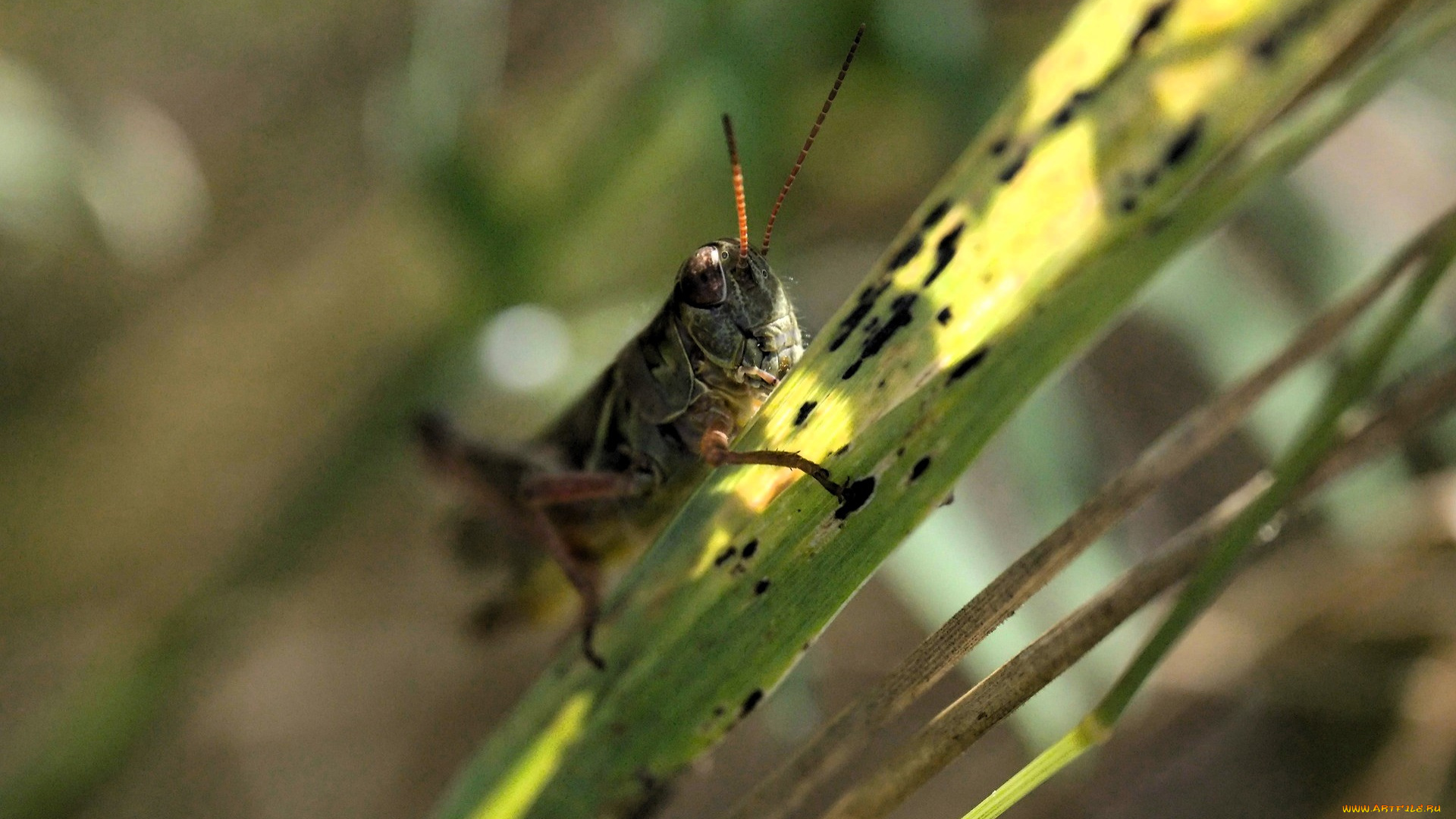 животные, кузнечики, , саранча, кузнечик, трава