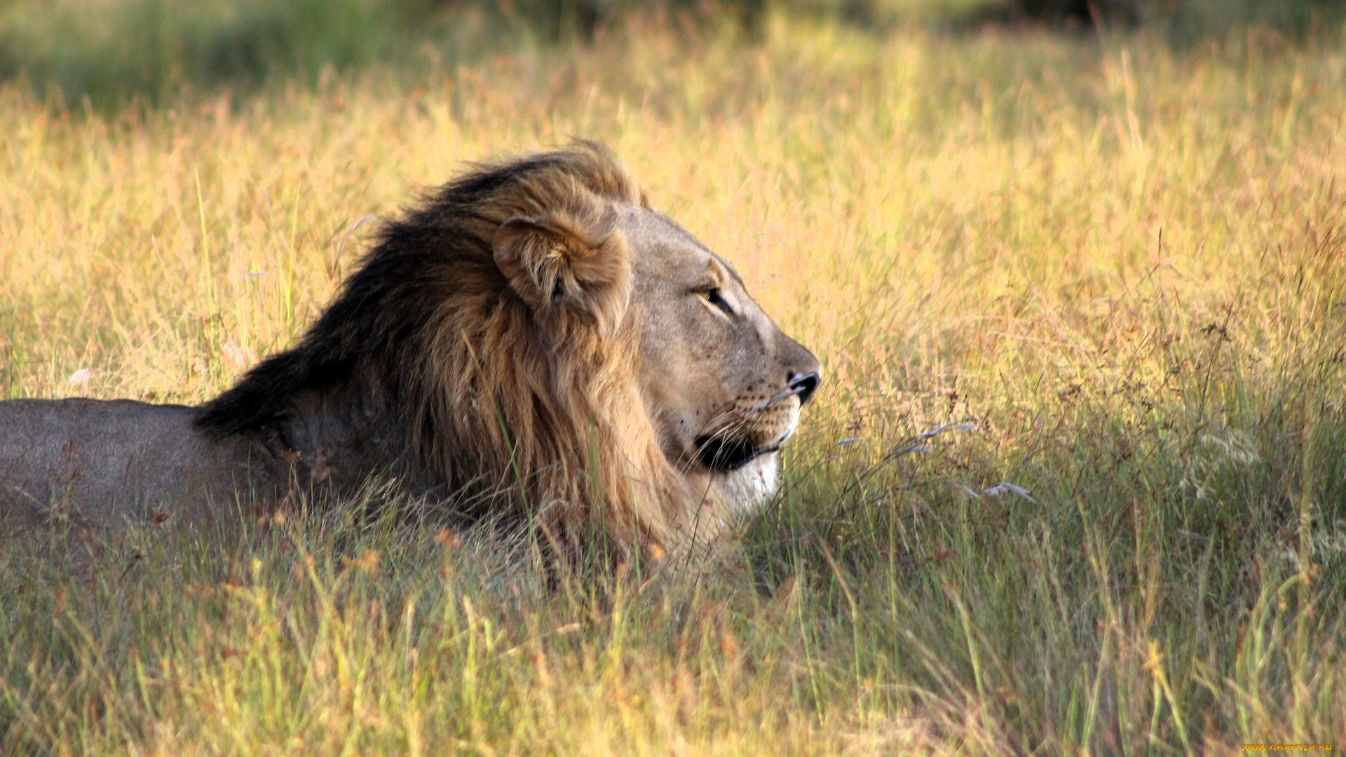 животные, львы, лев, трава