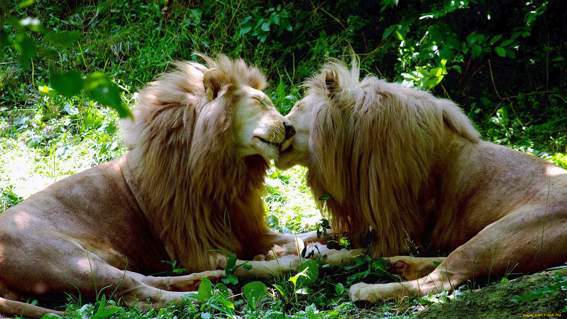 животные, львы, трава, кусты