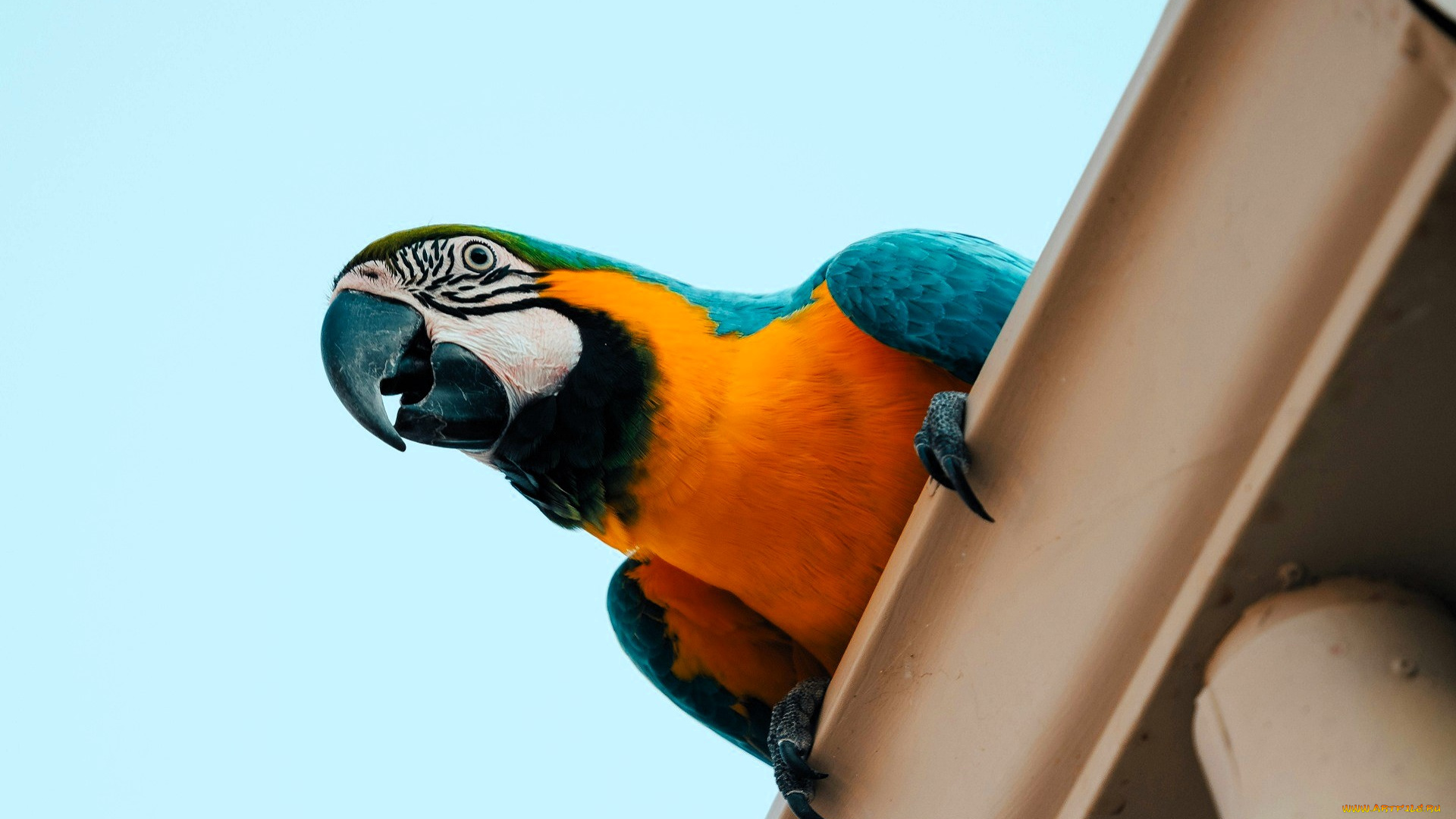 животные, попугаи, попугай, ара, крыша