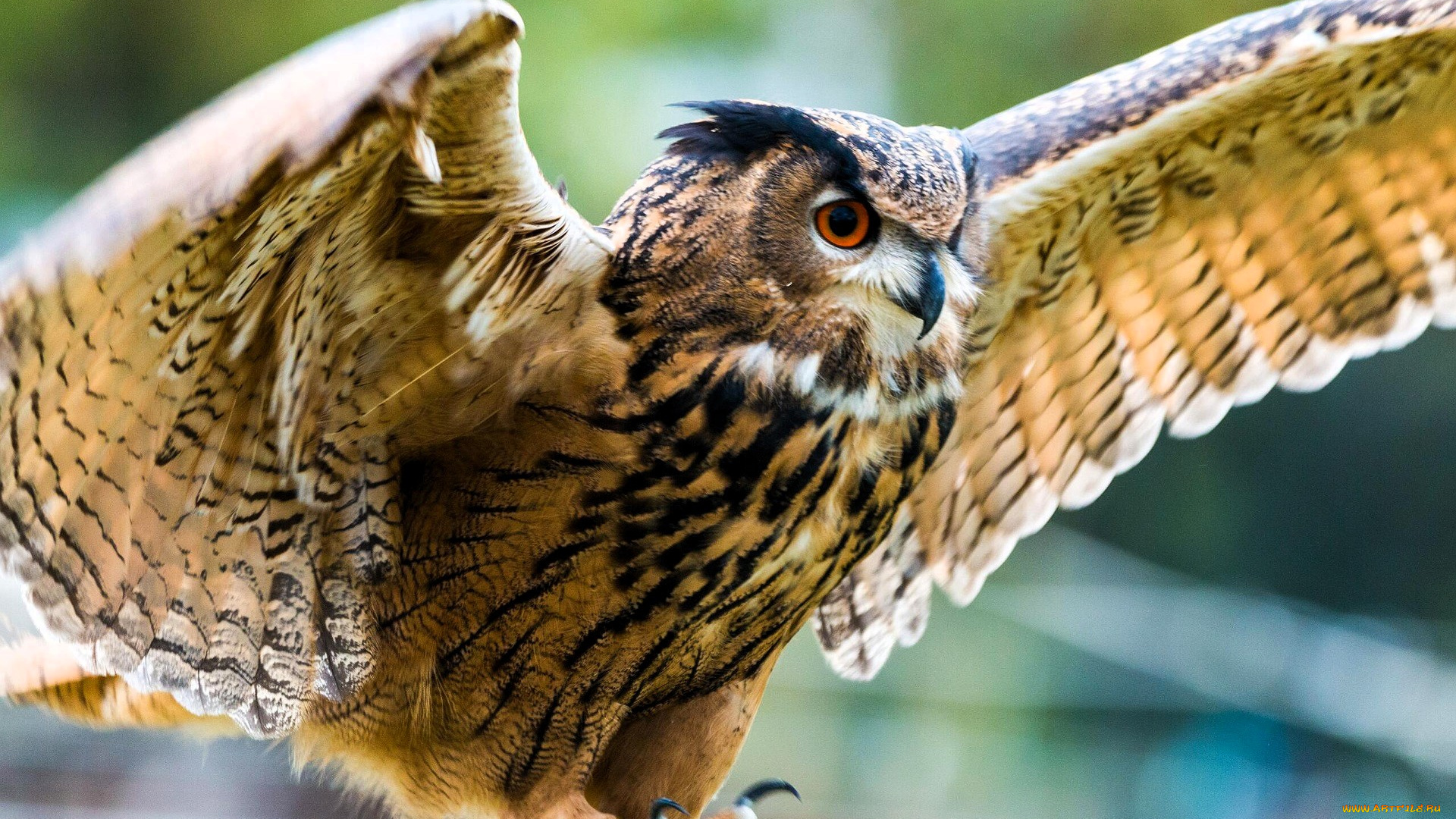 животные, совы, филин, крылья