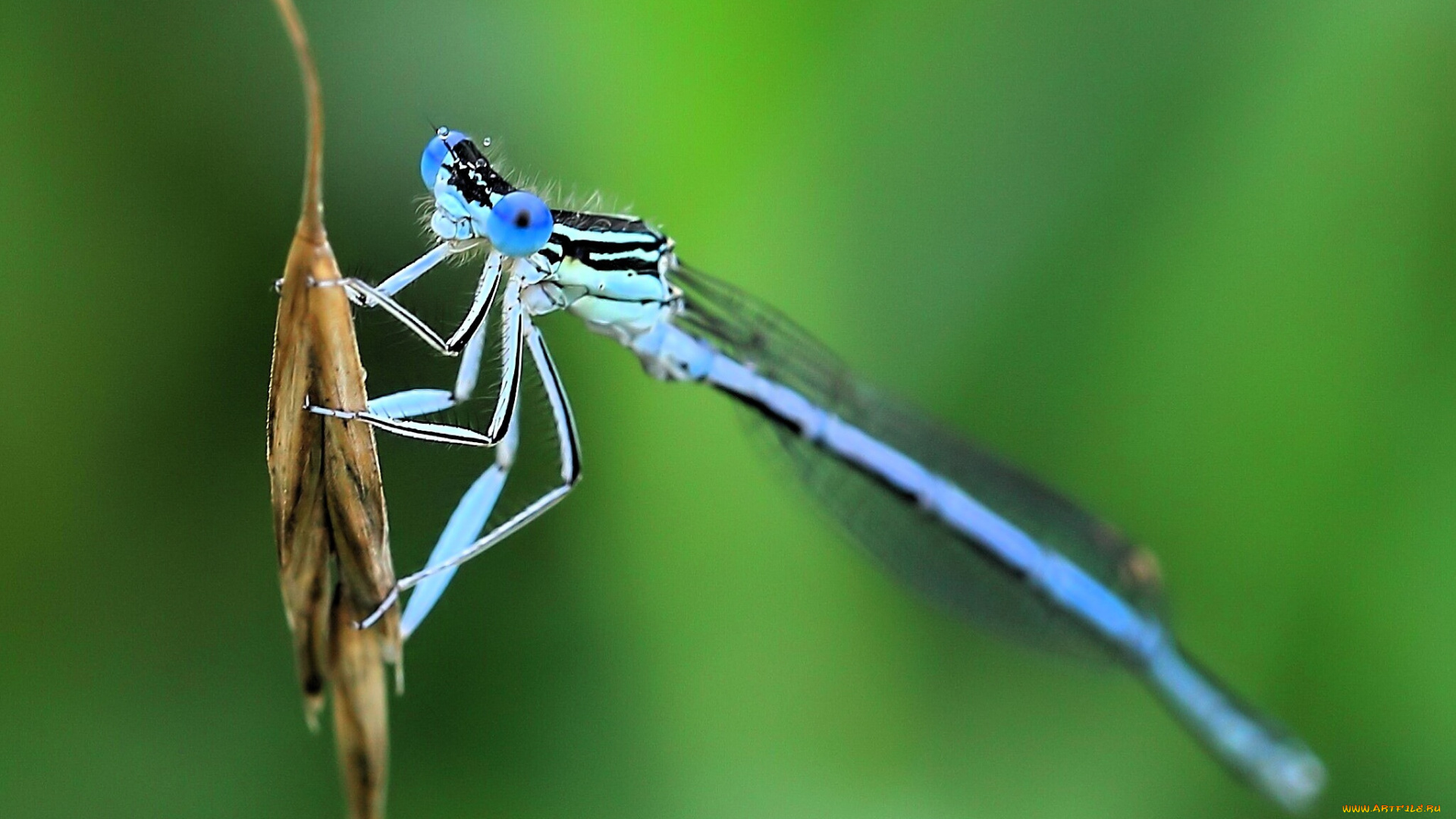 животные, стрекозы, стрекоза, колос