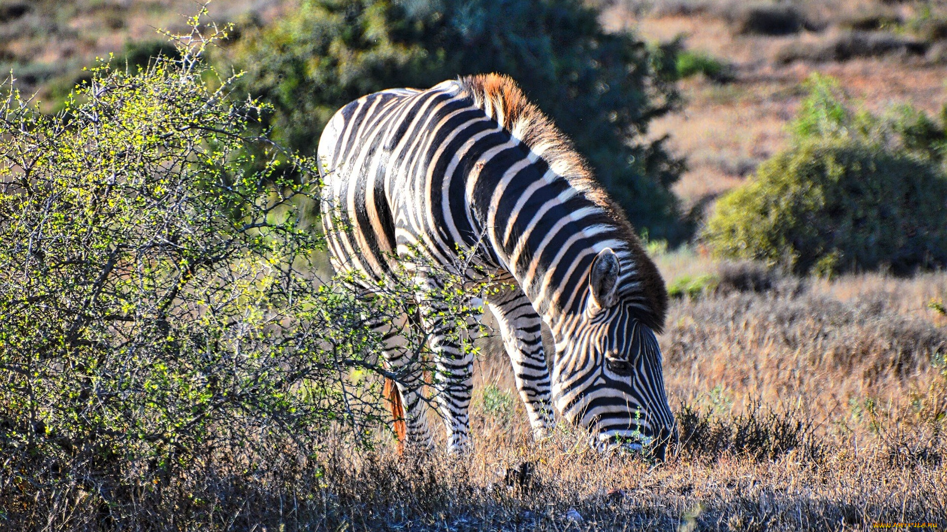 животные, зебры, зебра, кусты, саванна