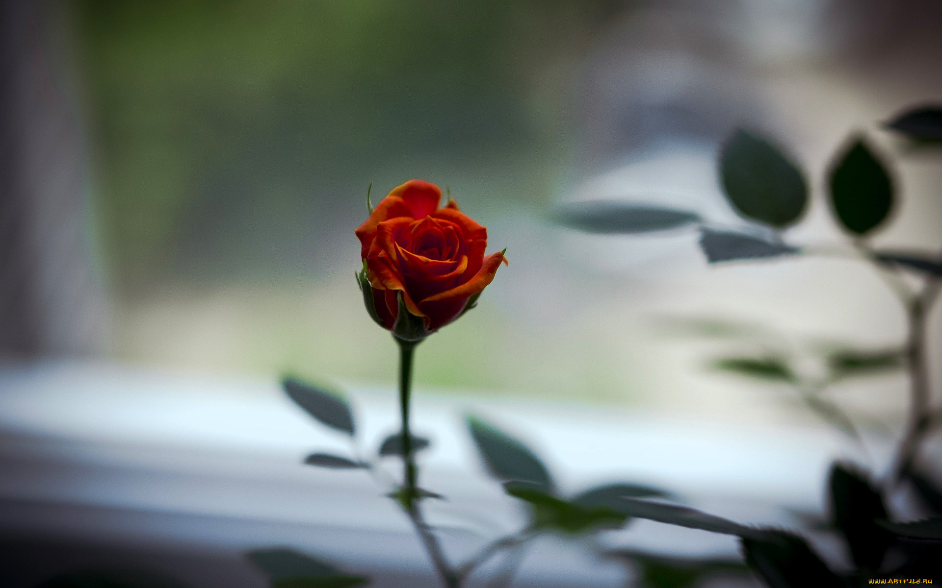 цветы, розы, роза, оранжевая