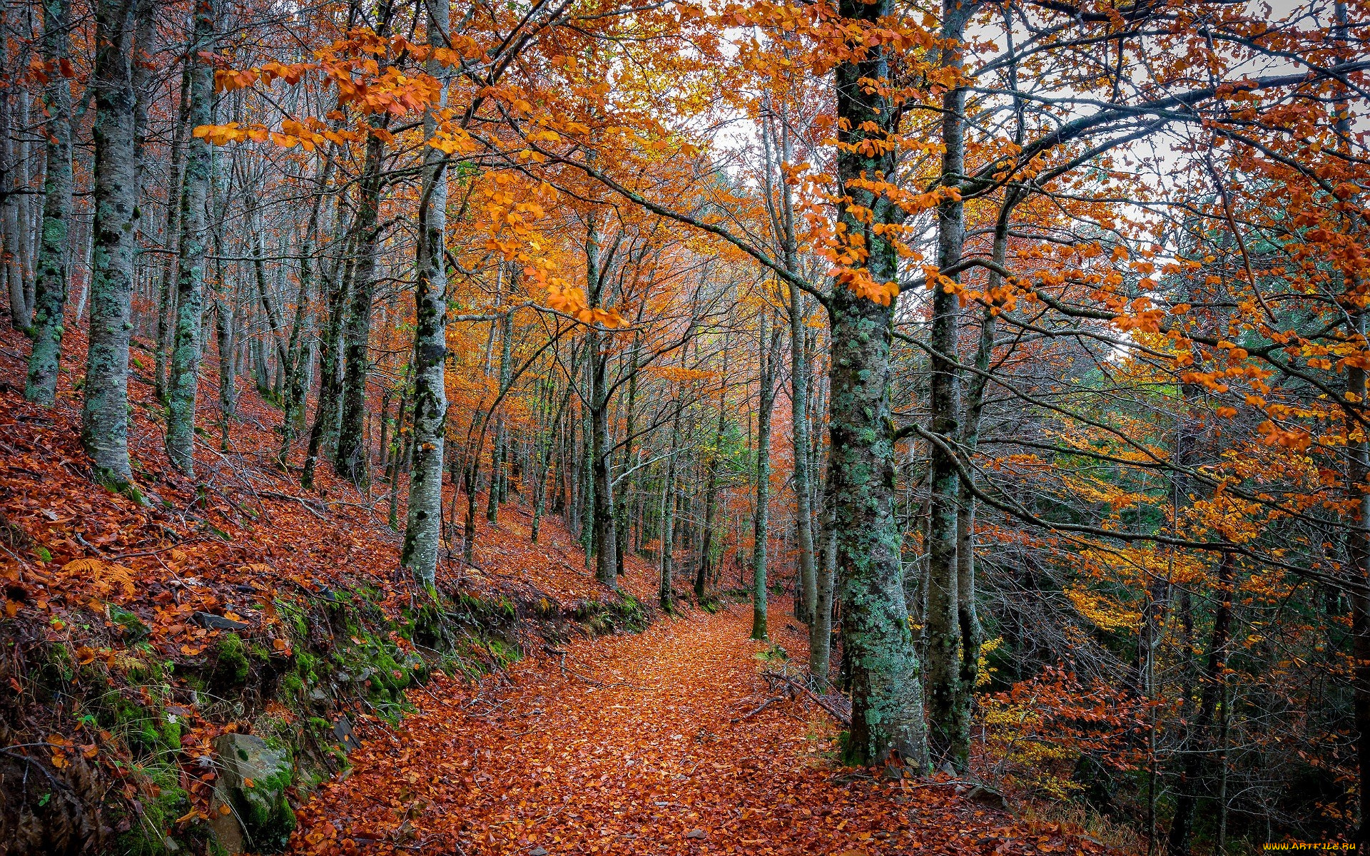 природа, дороги, лес, осень, деревья, тропа, листья