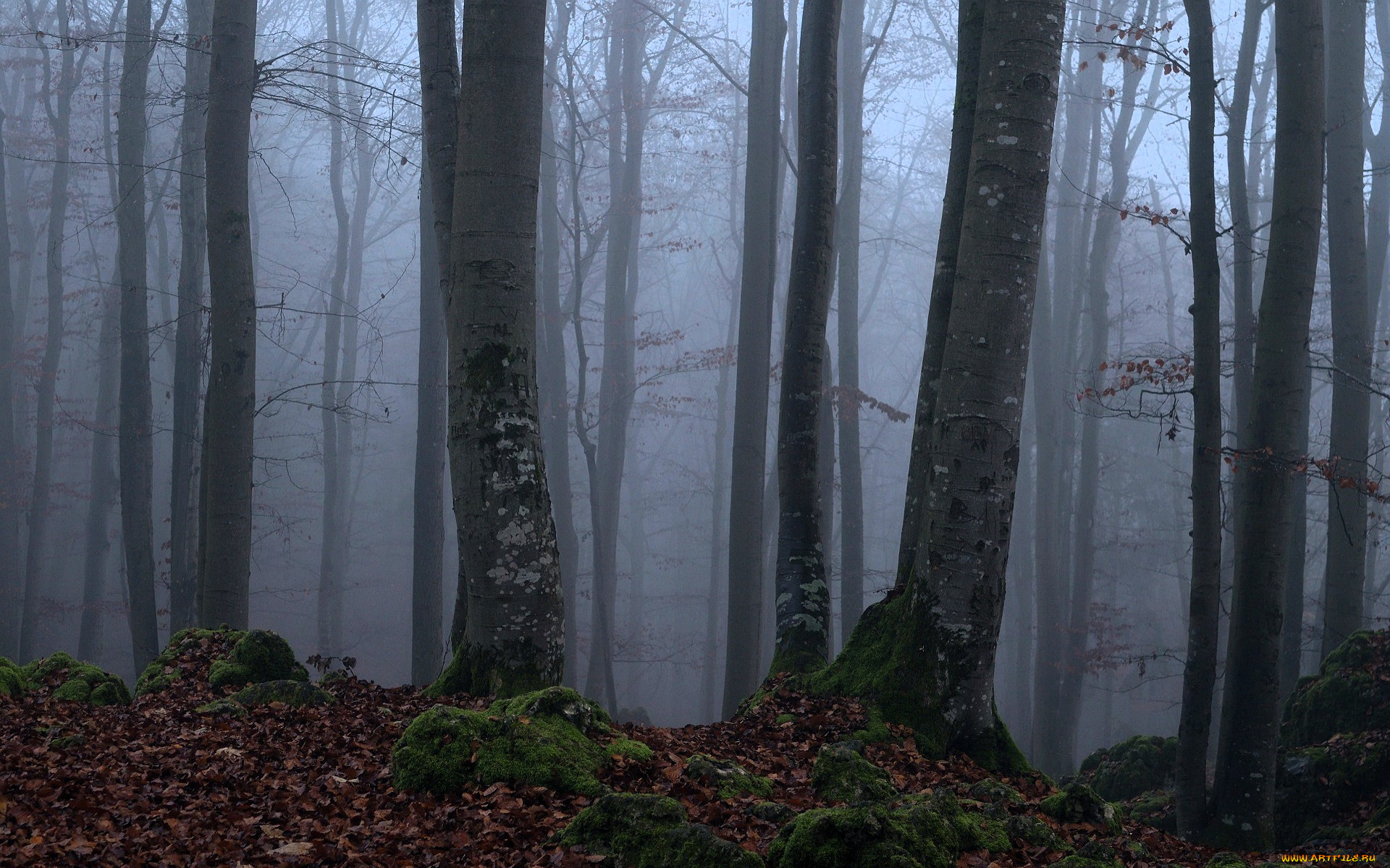 природа, лес, деревья, листья, осень, туман