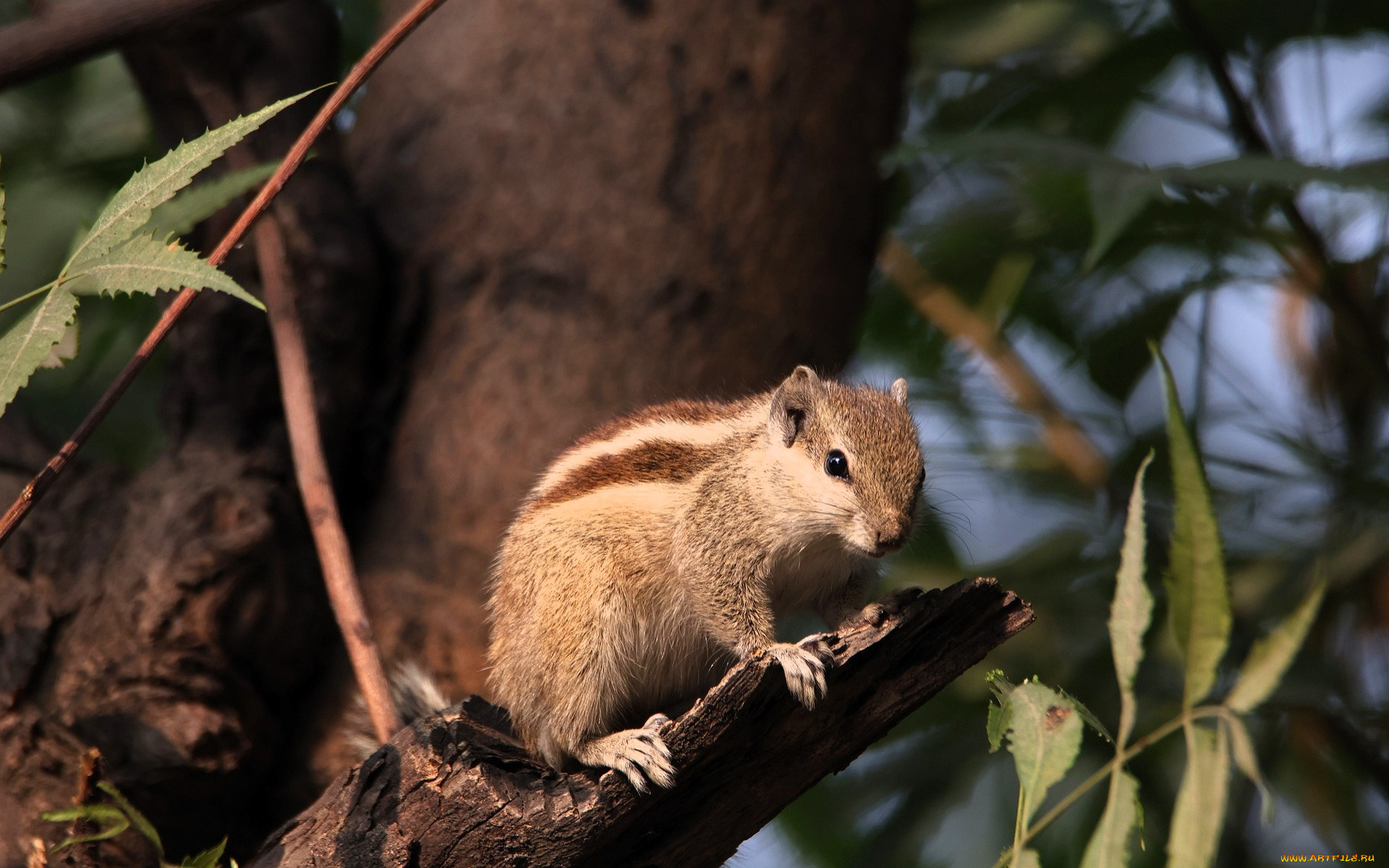 животные, бурундуки, бурундук, дерево, листья, сук