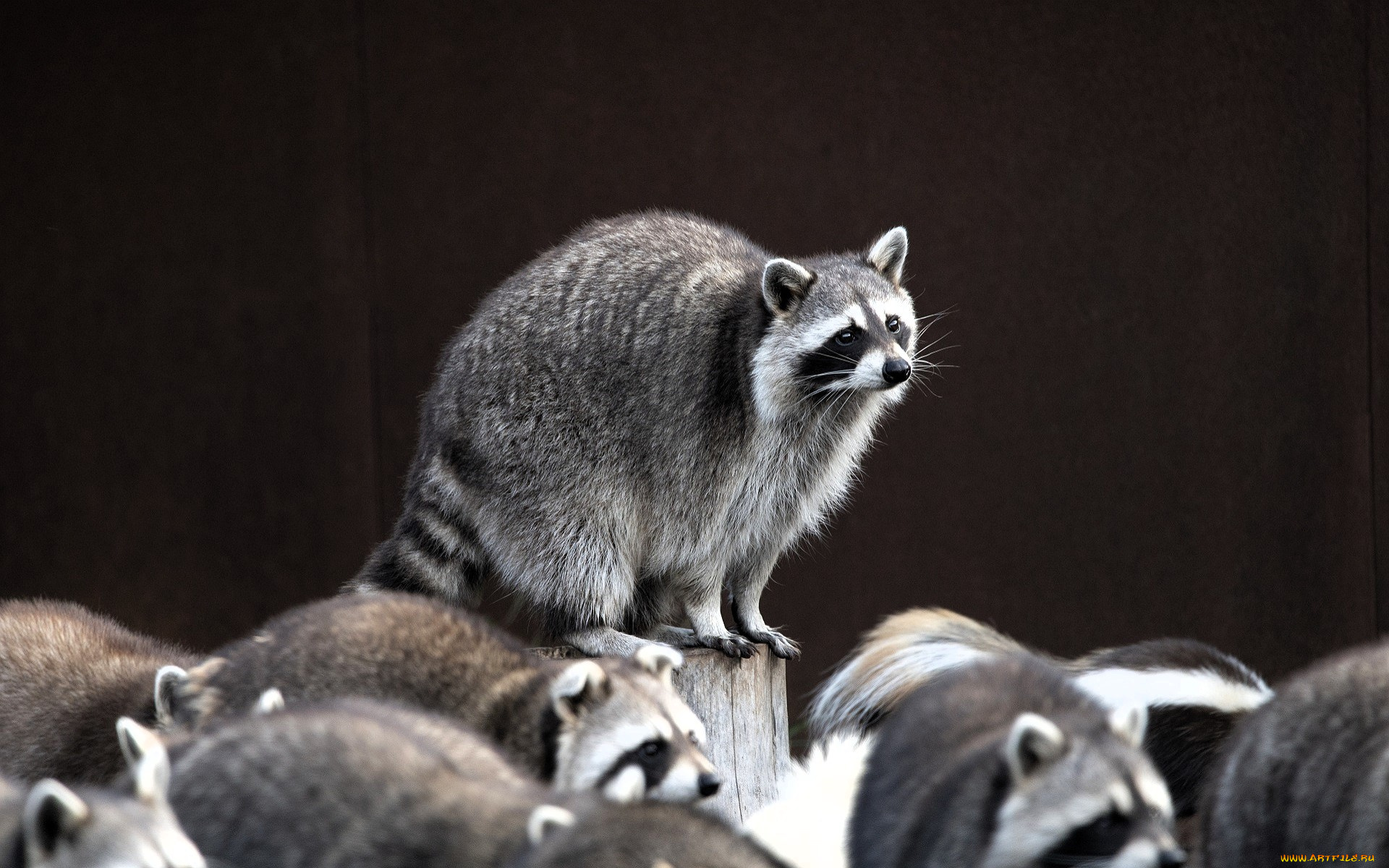 животные, еноты, пень, стена