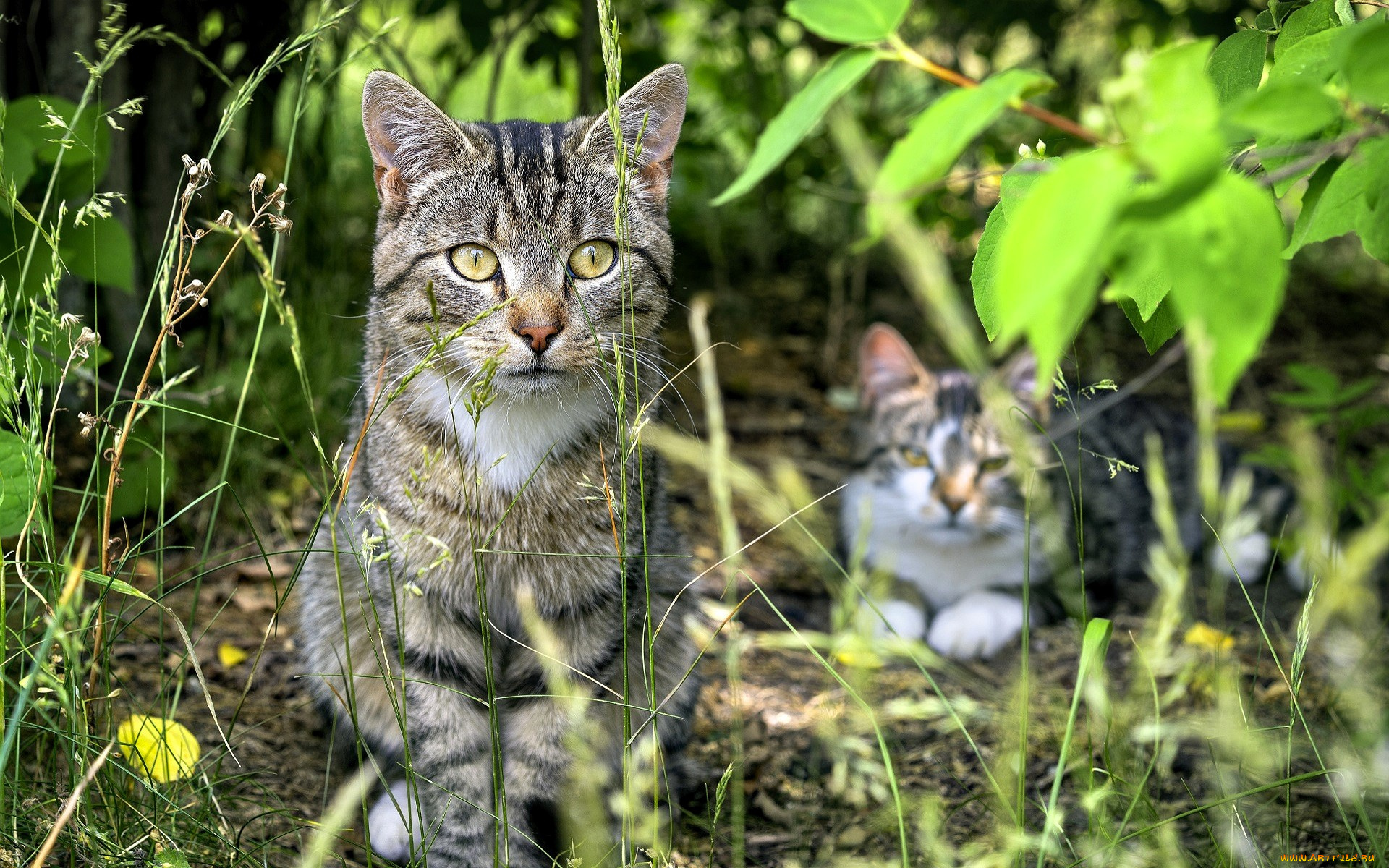 животные, коты, кошки, трава, кусты