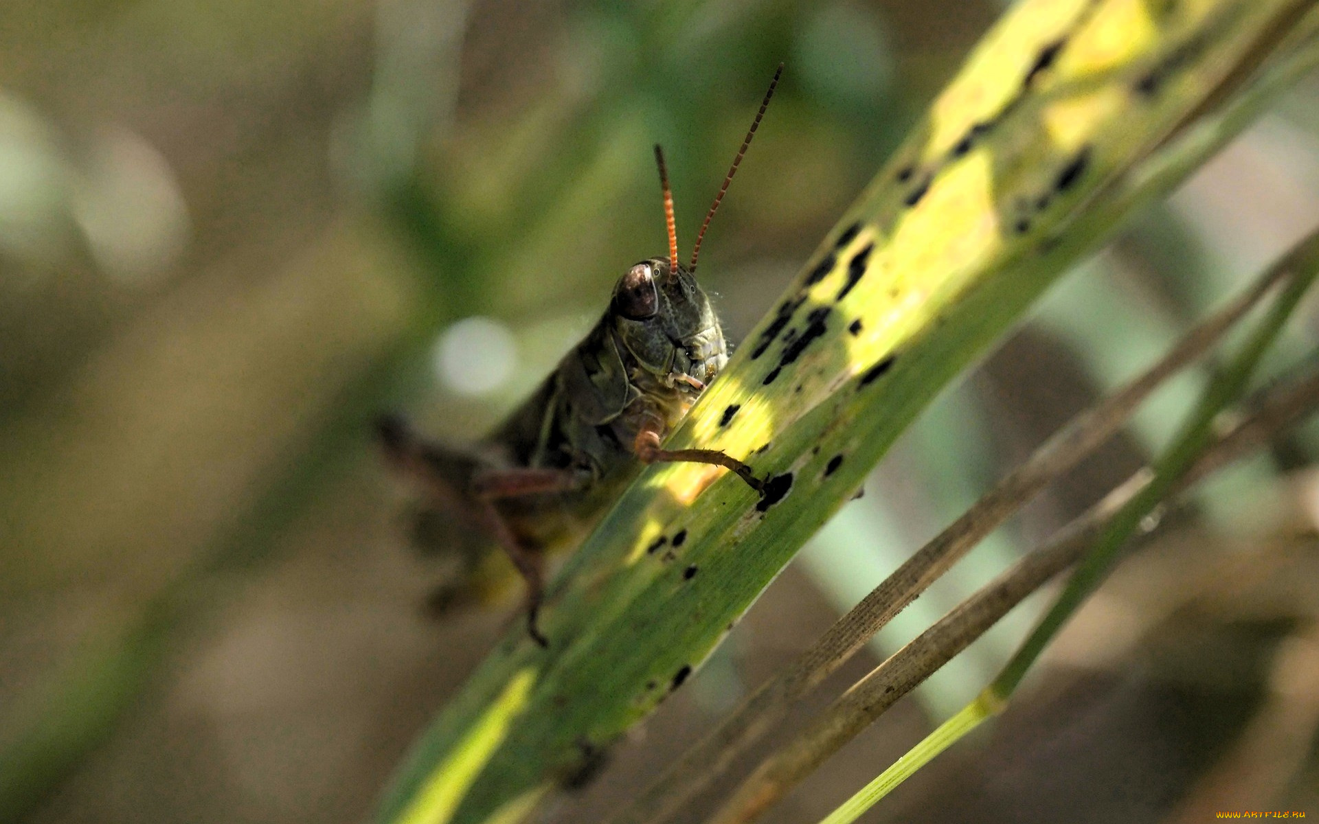 животные, кузнечики, , саранча, кузнечик, трава