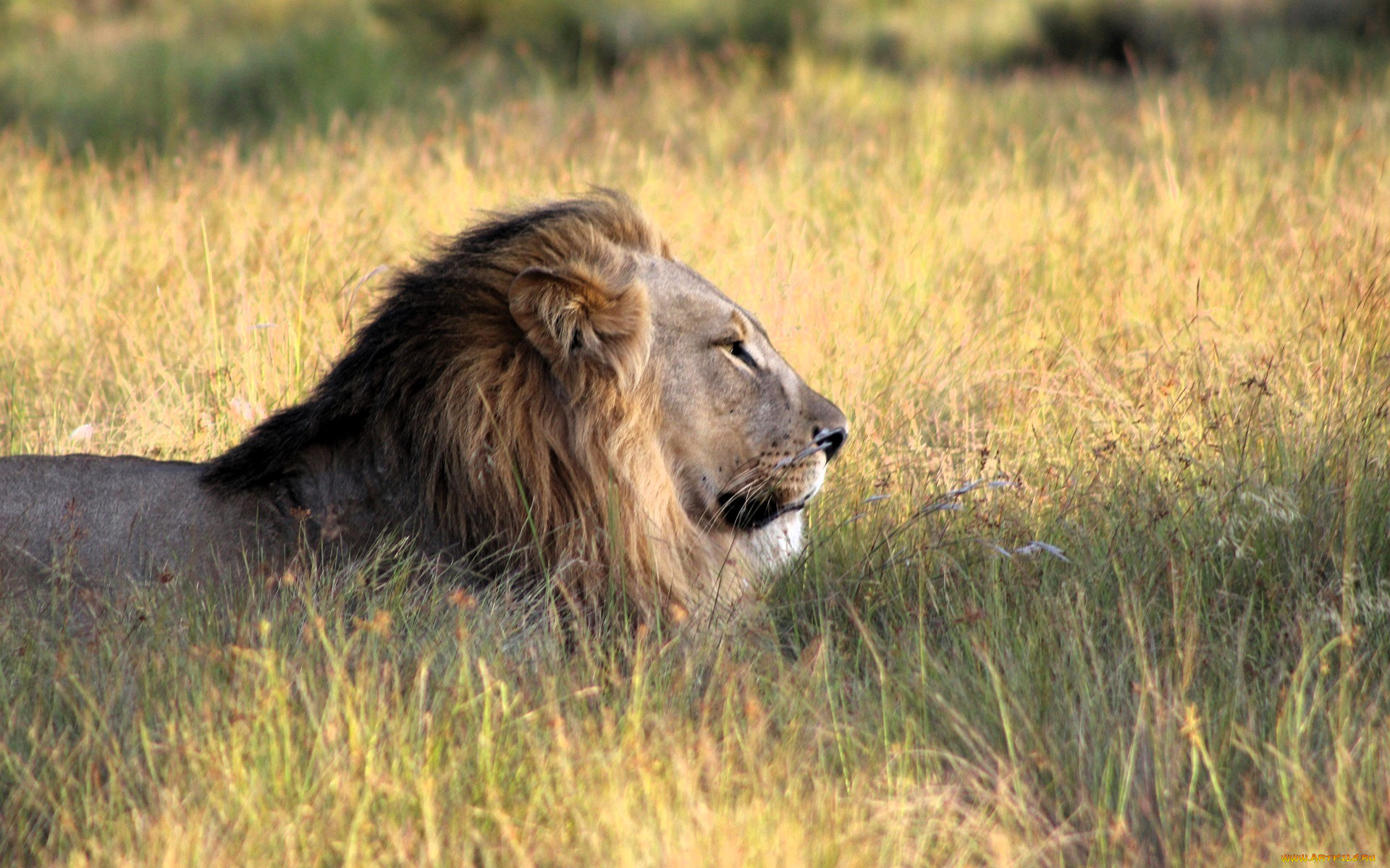 животные, львы, лев, трава