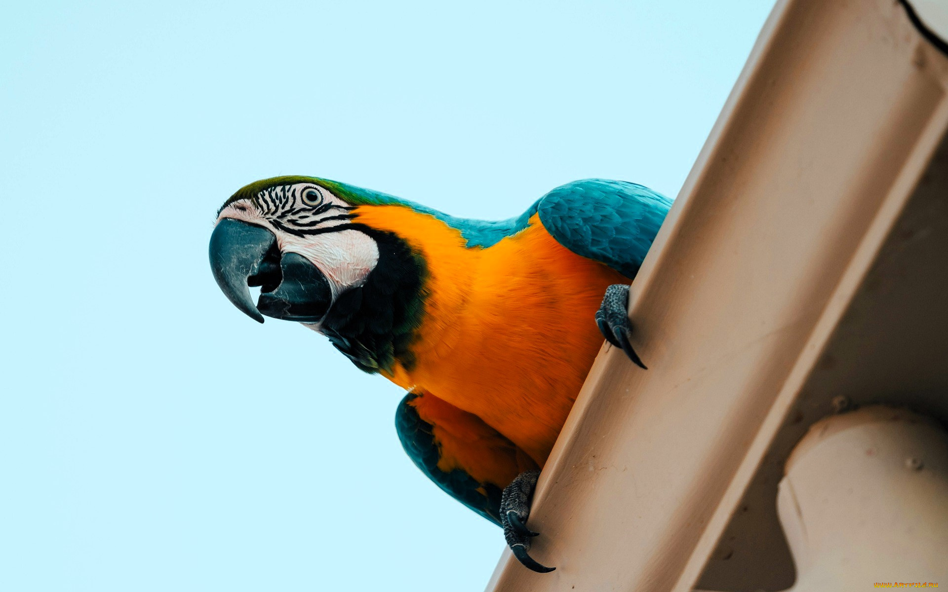животные, попугаи, попугай, ара, крыша