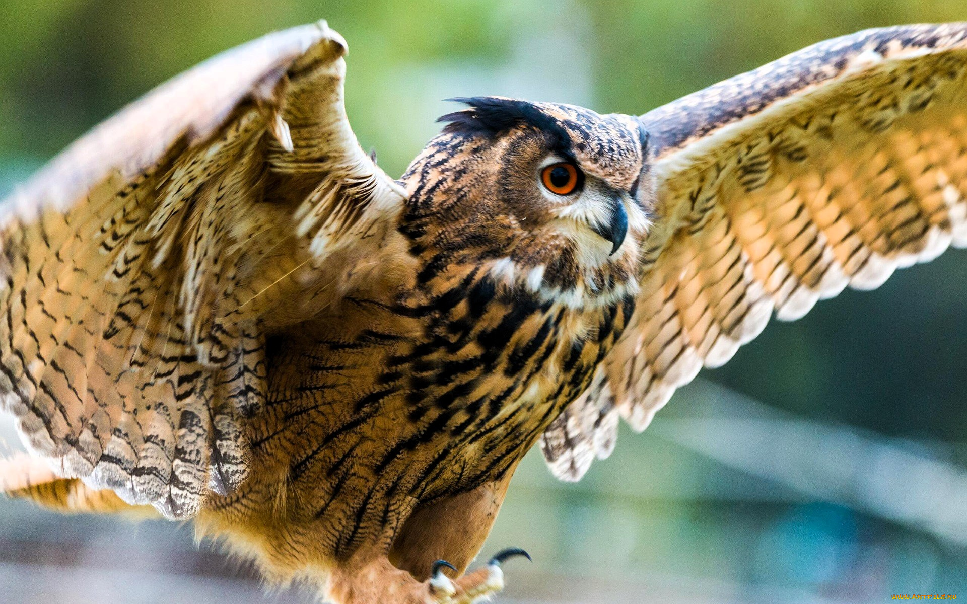 животные, совы, филин, крылья