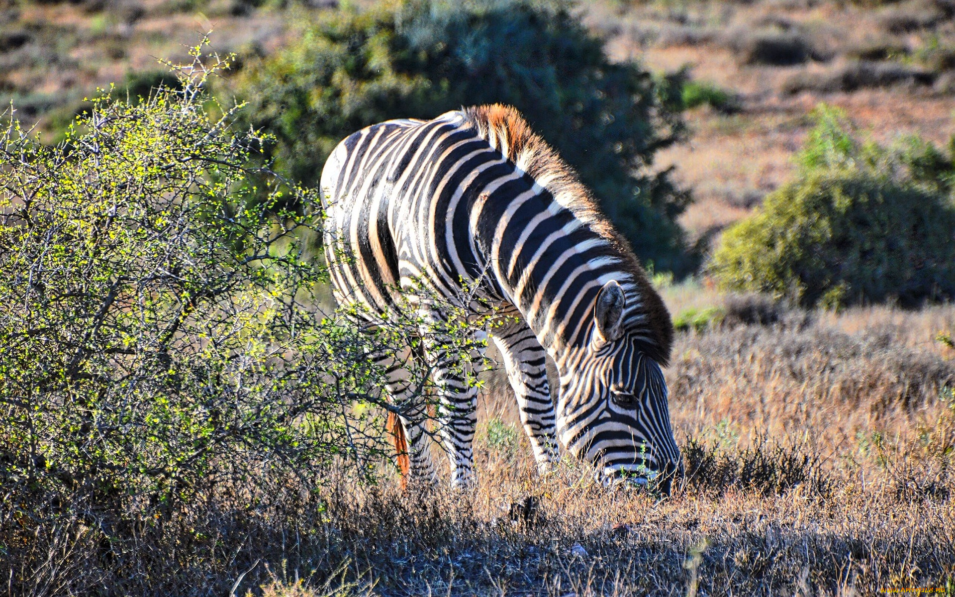 животные, зебры, зебра, кусты, саванна