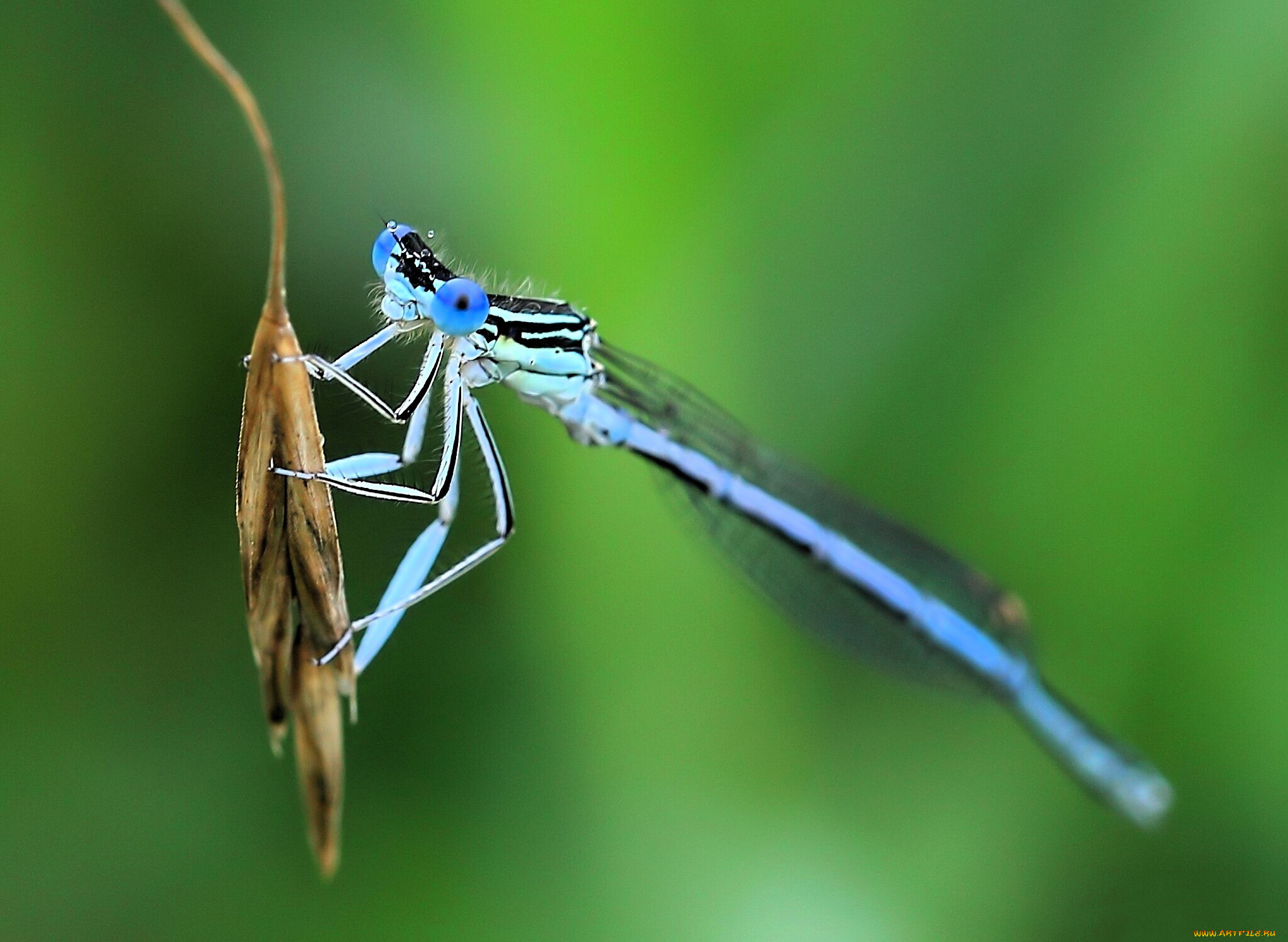 животные, стрекозы, стрекоза, колос