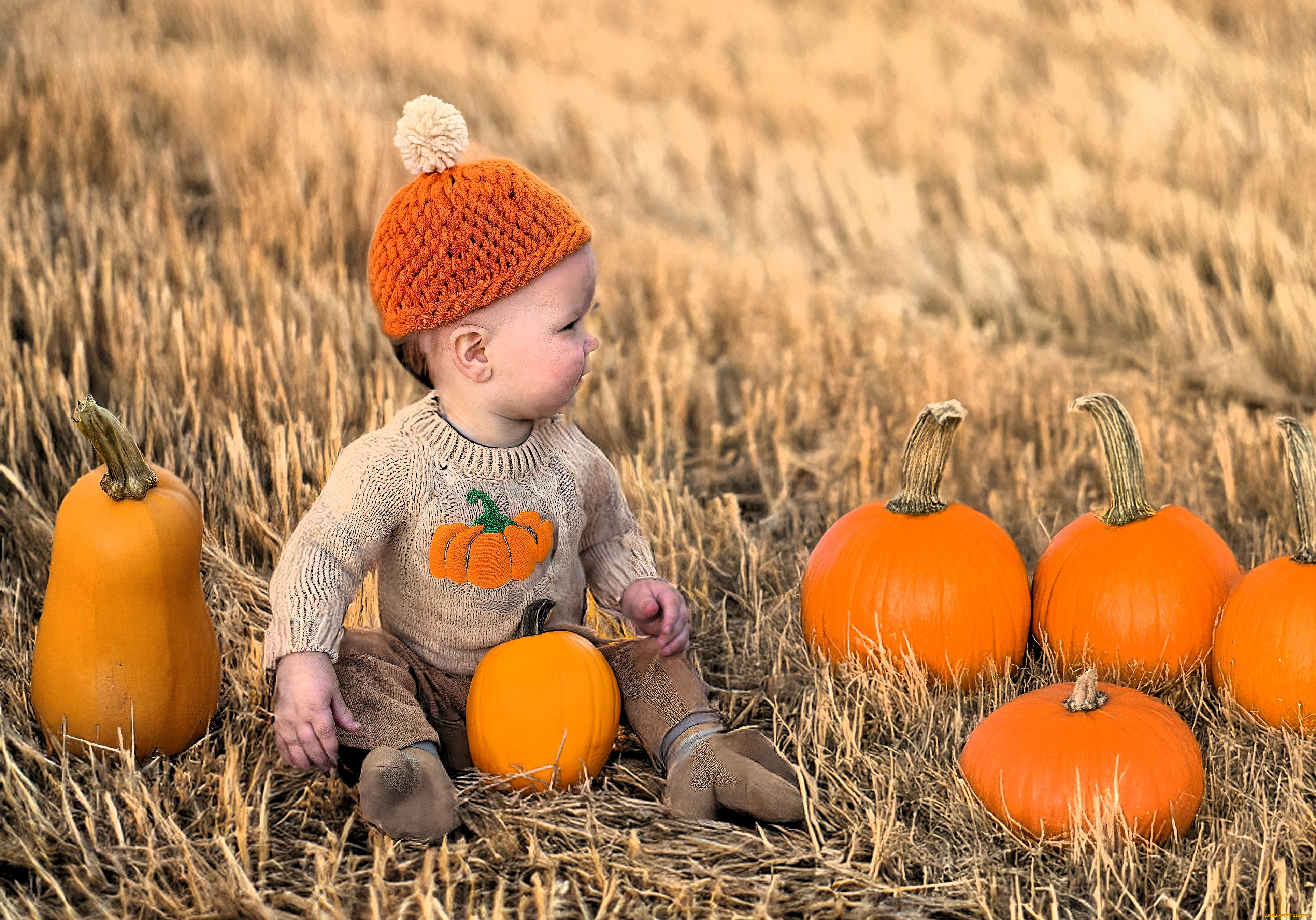 разное, дети, ребенок, шапка, свитер, тыквы, поле