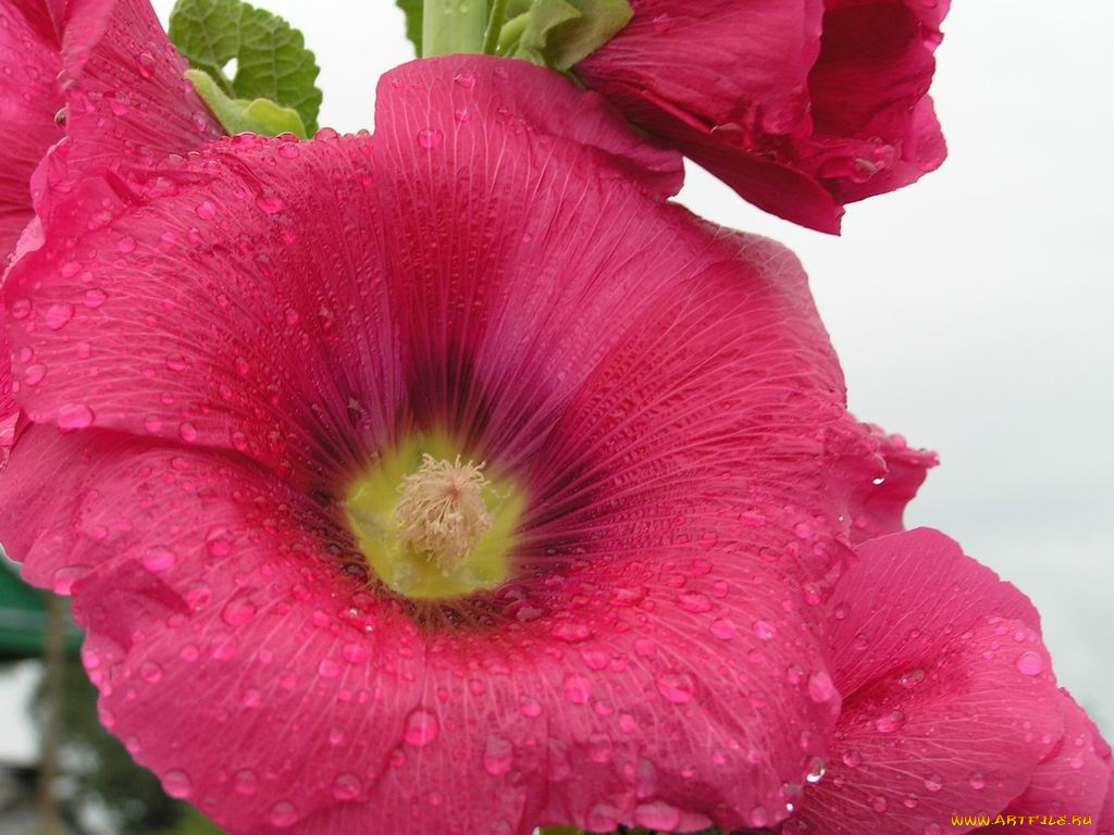 цветы, мальвы