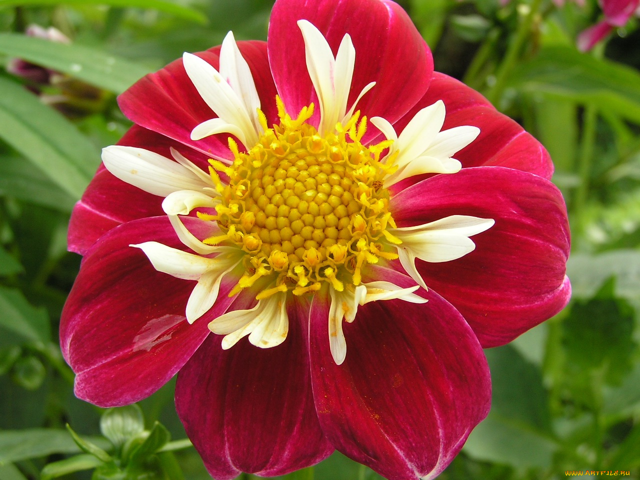 георгин, цветы, георгины