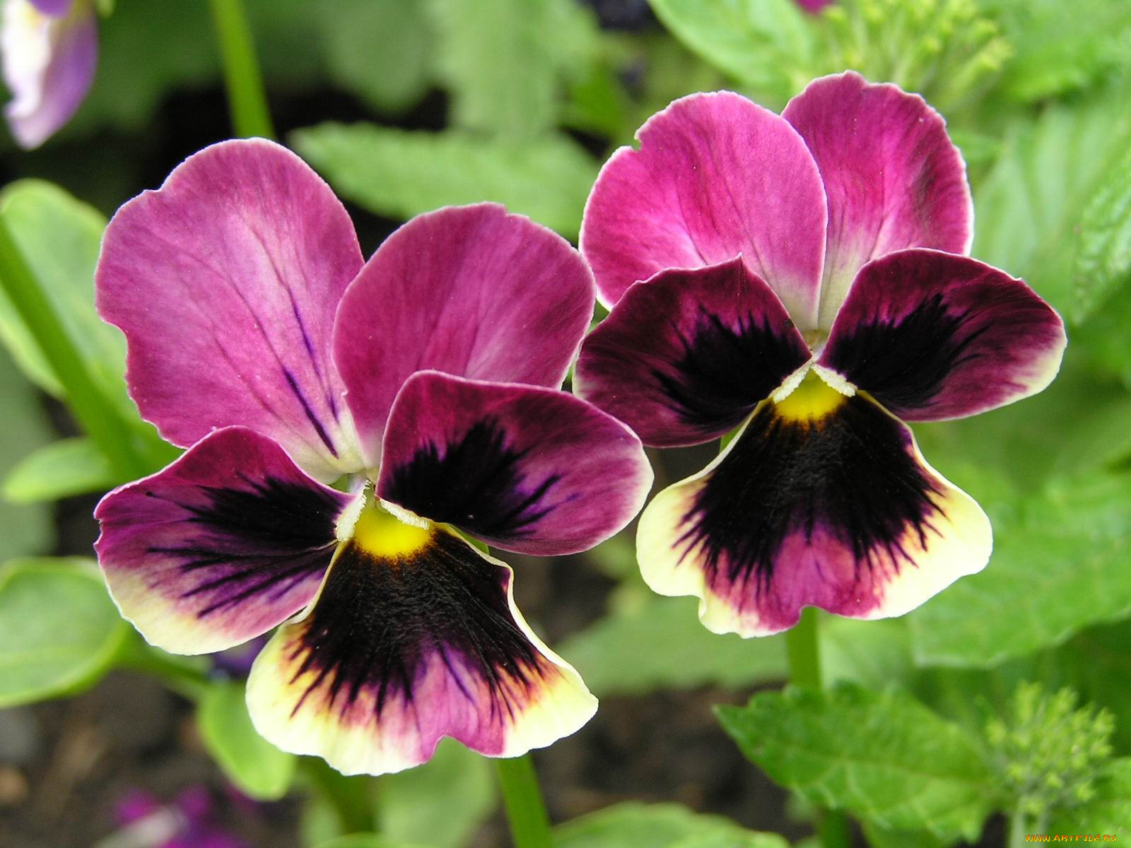 цветы, анютины, глазки, садовые, фиалки