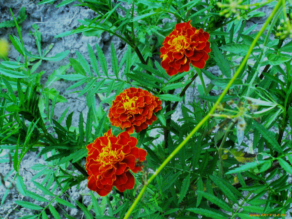 цветы, бархатцы