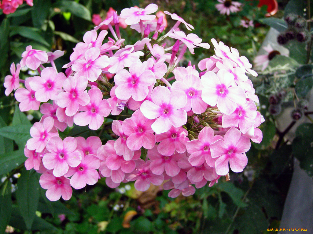 цветы, флоксы