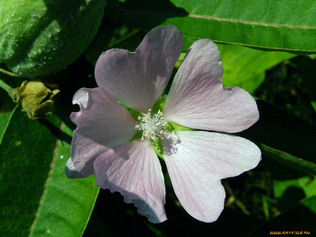 цветы, лаватера