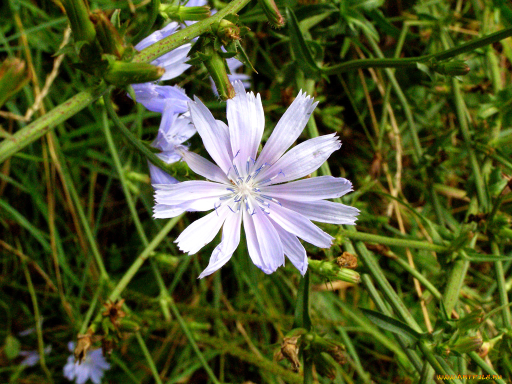цветы, луговые, полевые