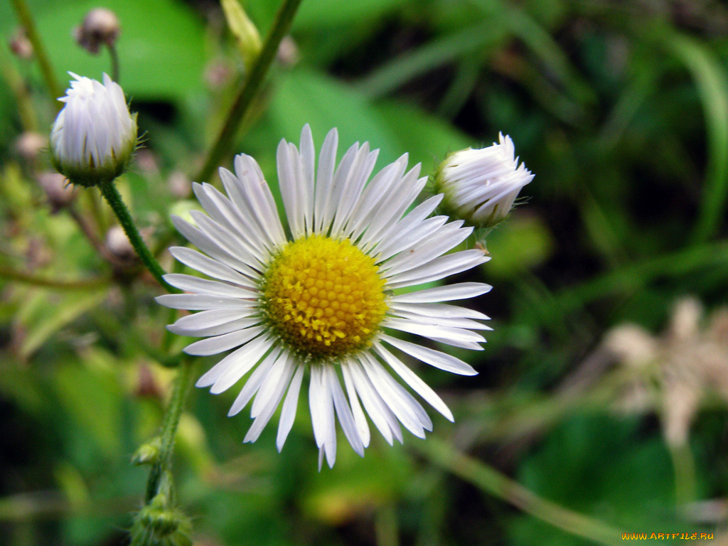 цветы, ромашки