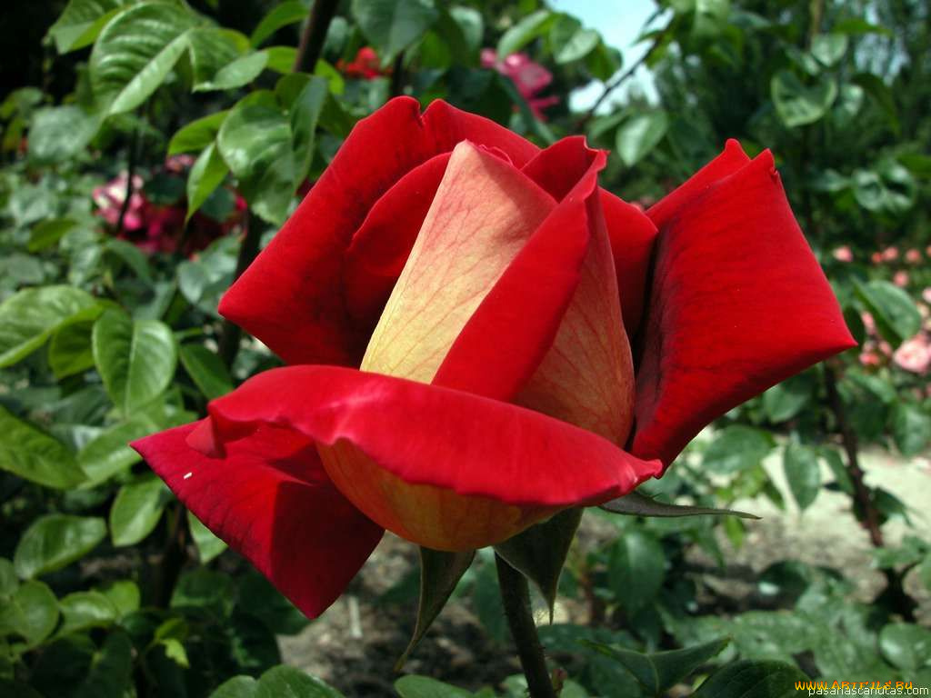 цветы, розы