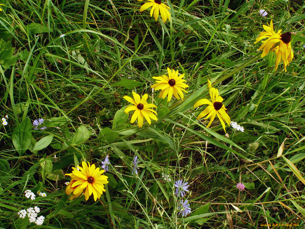 цветы, рудбекия