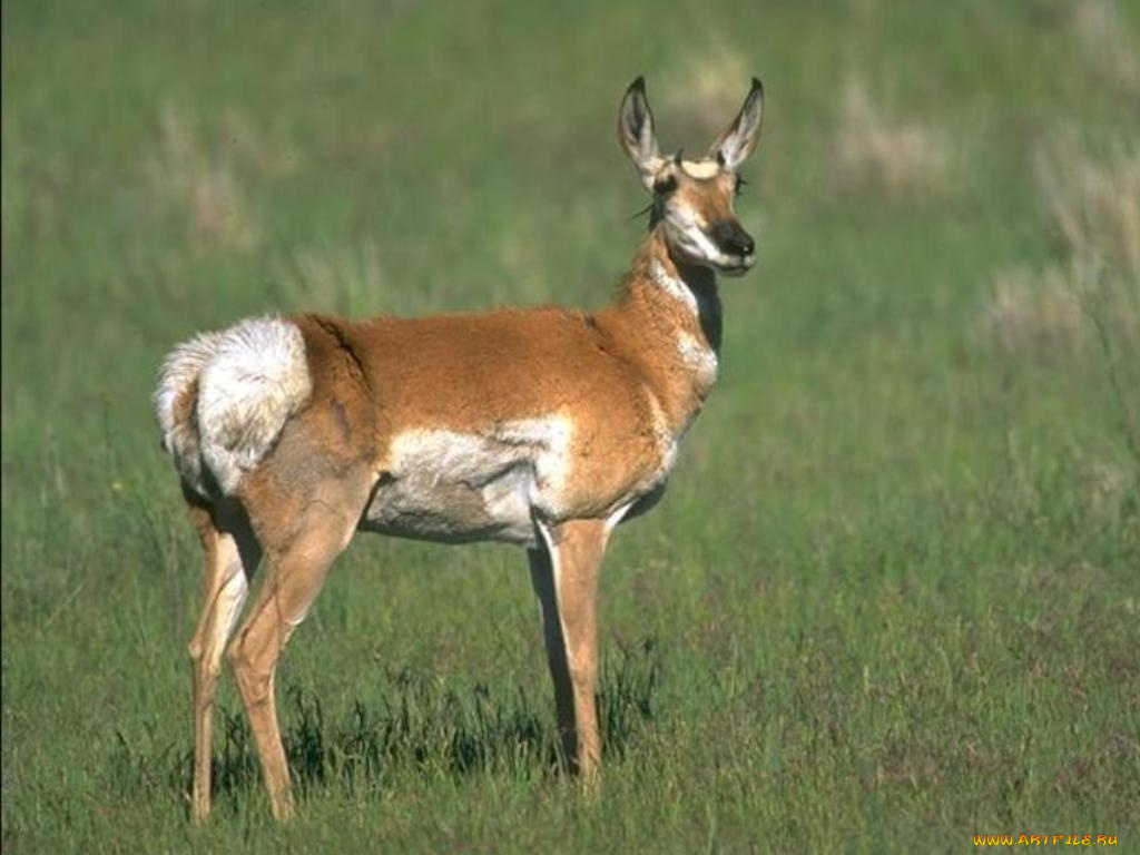 животные, антилопы