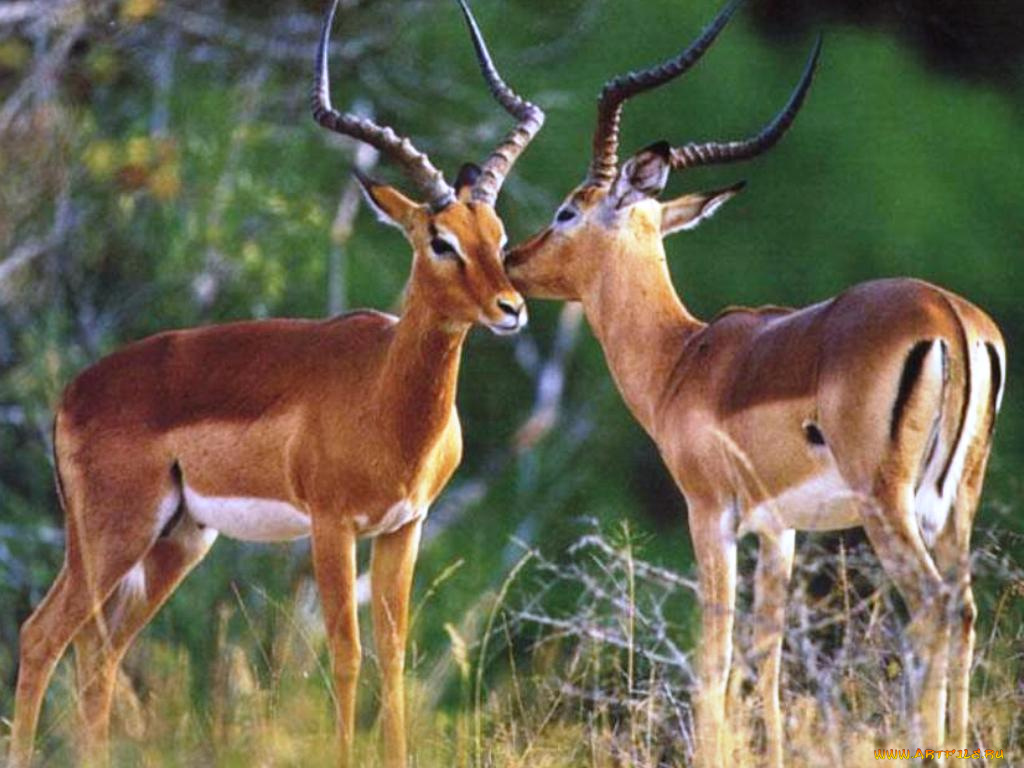 животные, антилопы