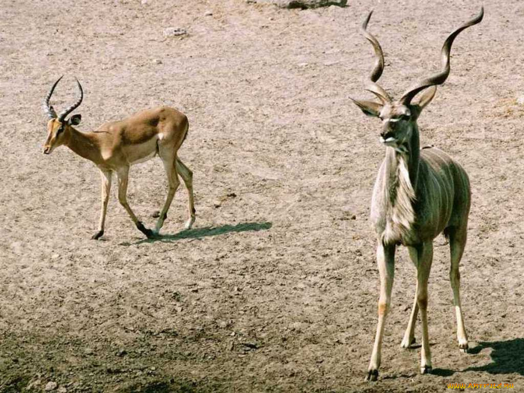 животные, антилопы