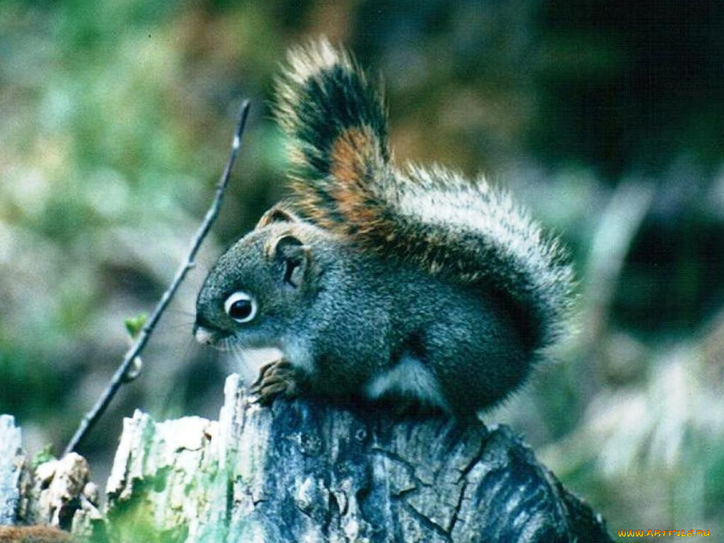 животные, белки