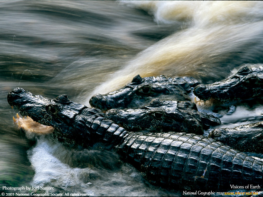 животные, крокодилы