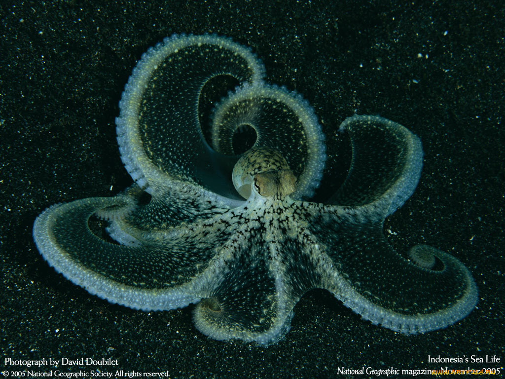 животные, морская, фауна