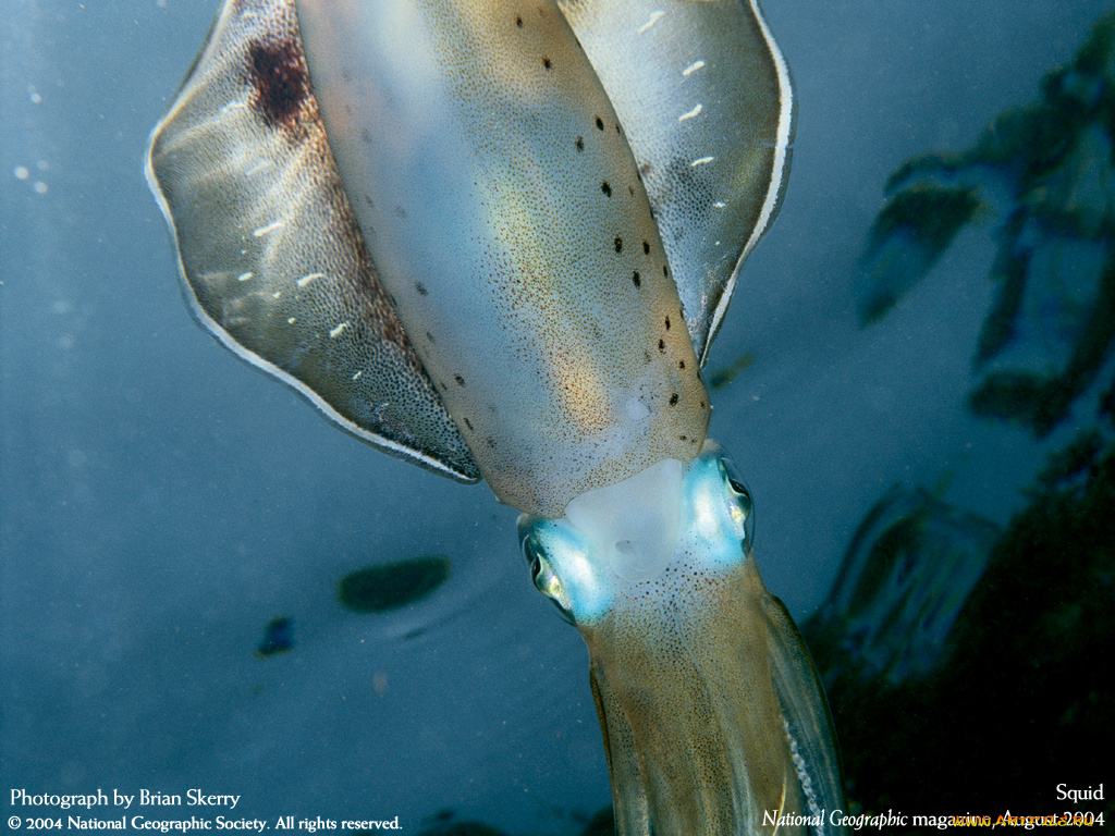 животные, морская, фауна