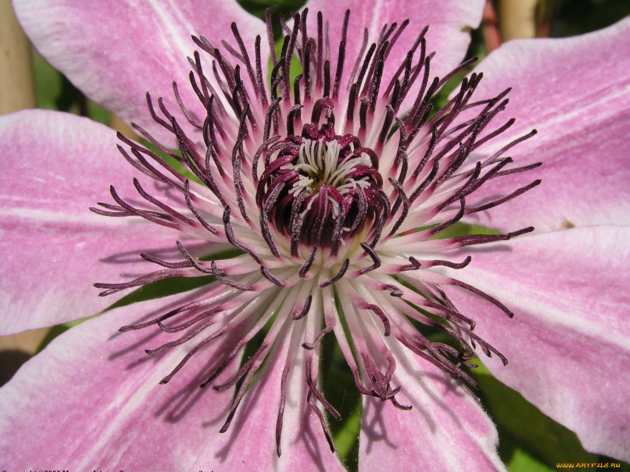 цветы, клематис, ломонос