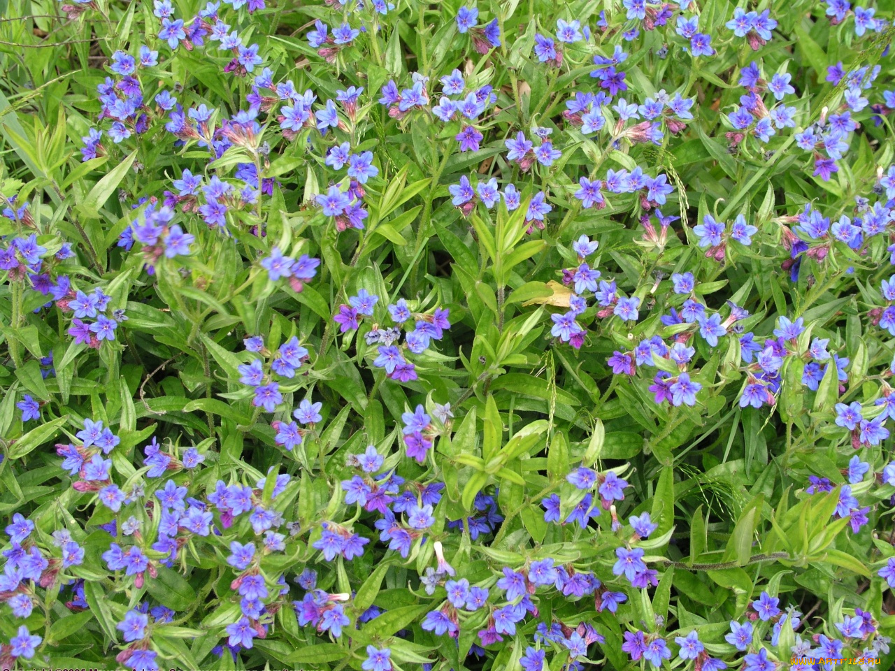 цветы, луговые, полевые